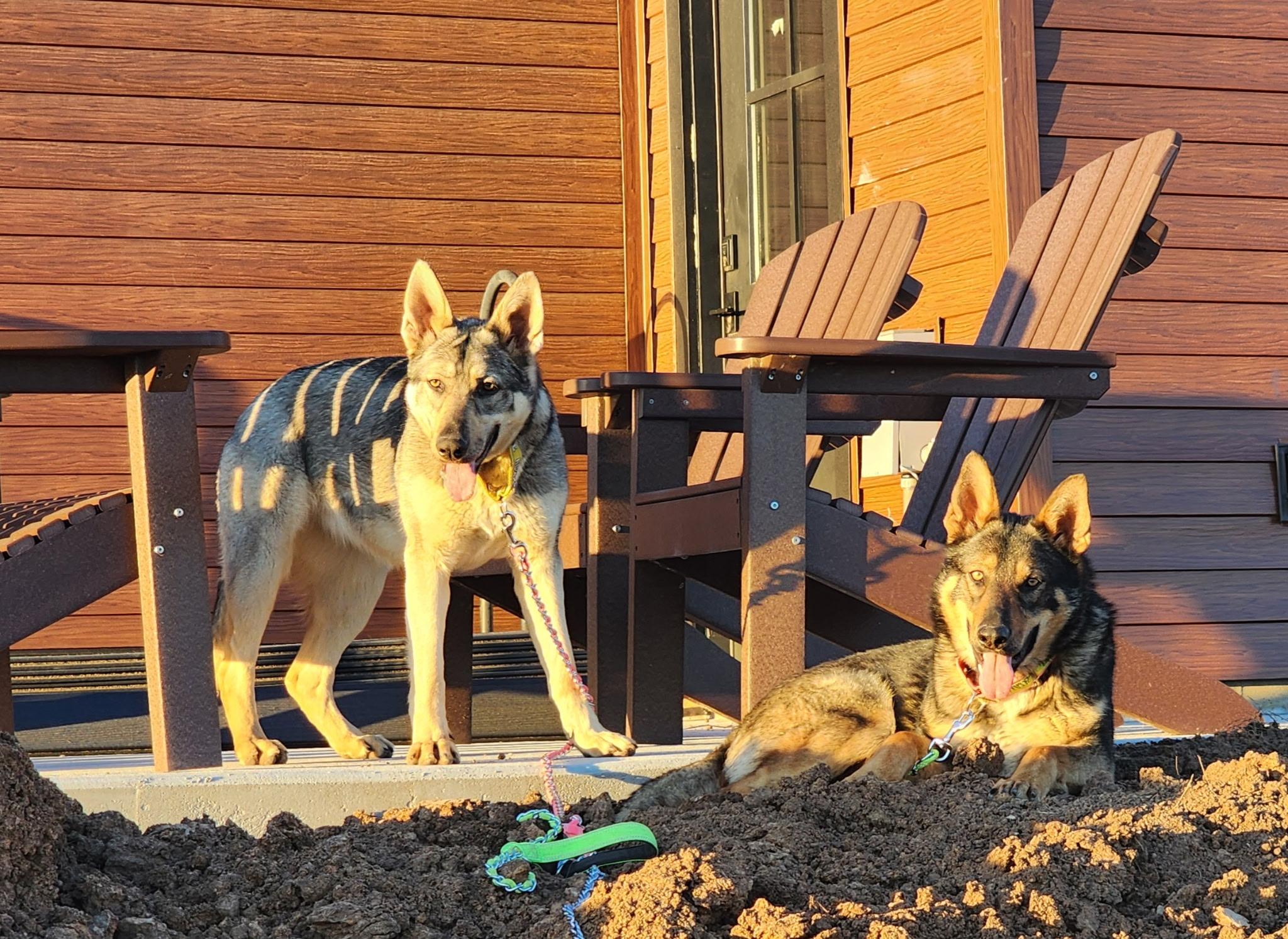 Enlarge Pina, a ADOPTABLE German Shepherd Dog in Valley Center, KS image 6/6