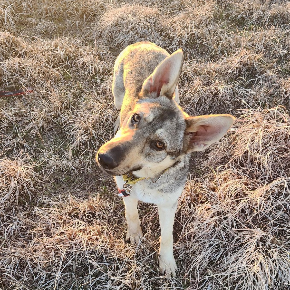 Pina, ADOPTABLE, Adult Female German Shepherd Dog.