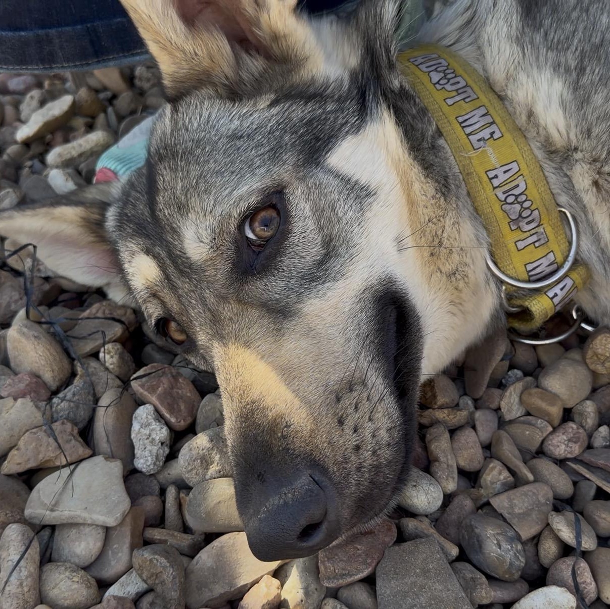 Enlarge Pina, a ADOPTABLE German Shepherd Dog in Valley Center, KS image 4/6