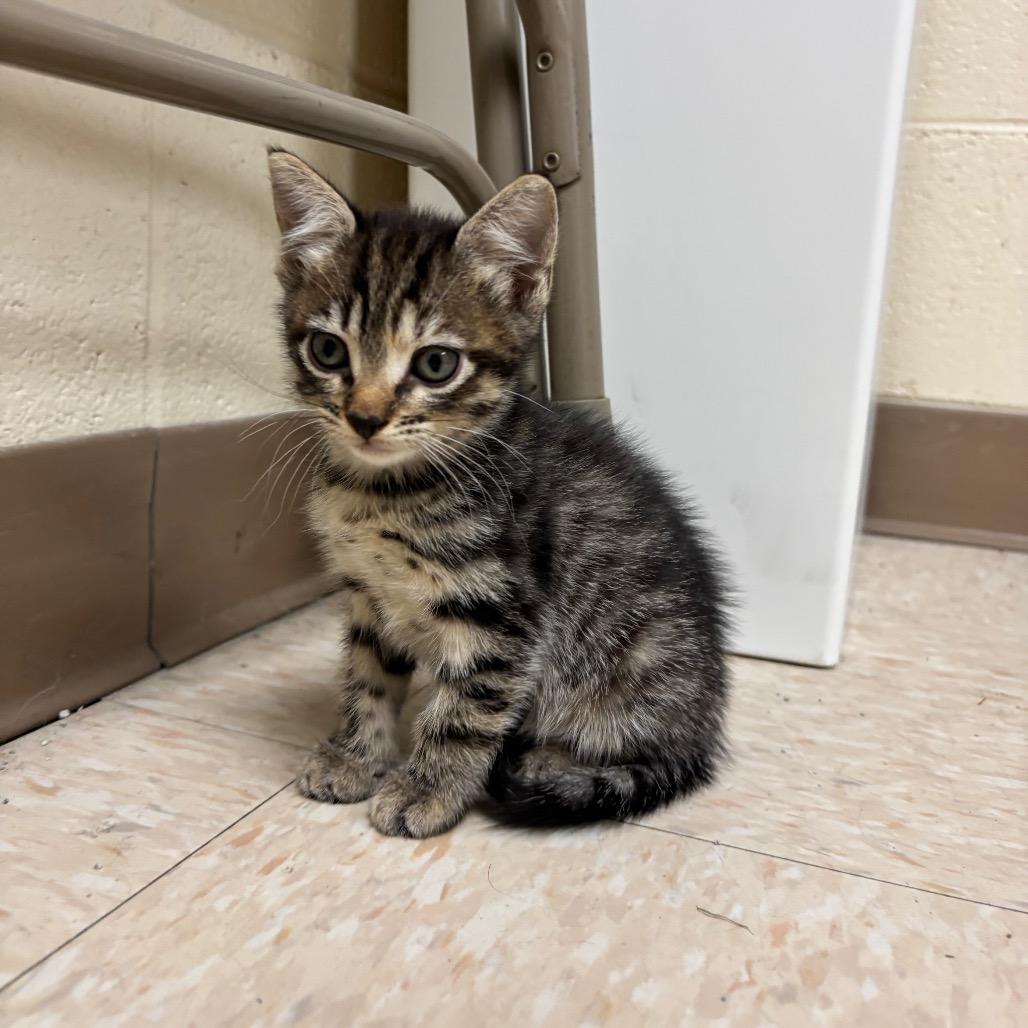 Enlarge Bloom, a Adoptable Domestic Short Hair in Roxboro, NC image 1/4