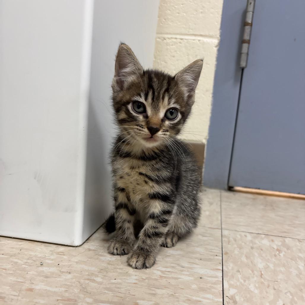 Enlarge Bloom, a Adoptable Domestic Short Hair in Roxboro, NC image 2/4