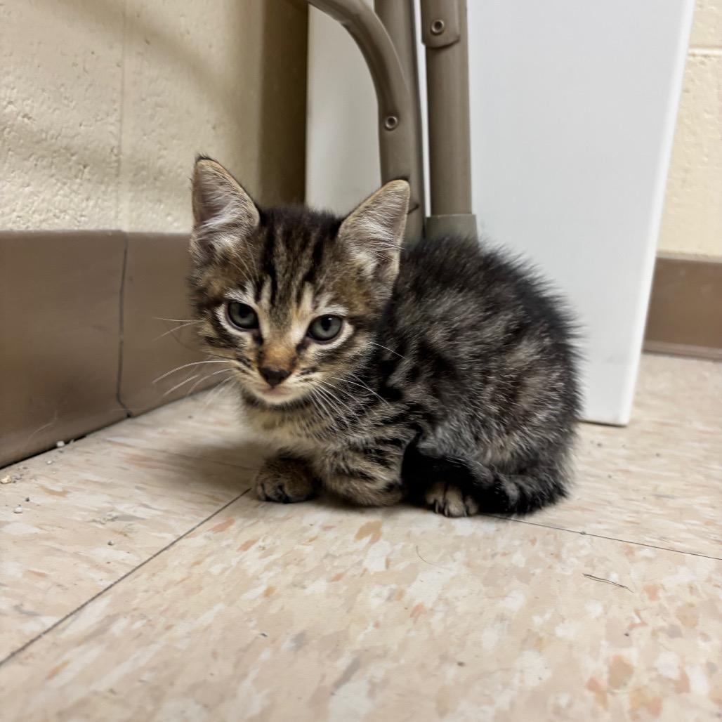 Enlarge Bloom, a Adoptable Domestic Short Hair in Roxboro, NC image 3/4
