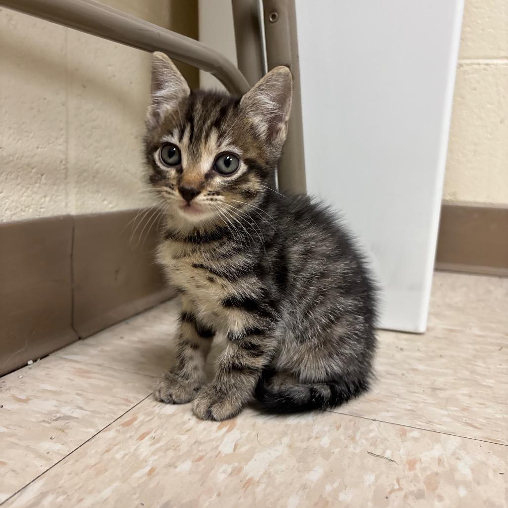 Enlarge Bloom, a Adoptable Domestic Short Hair in Roxboro, NC image 4/4
