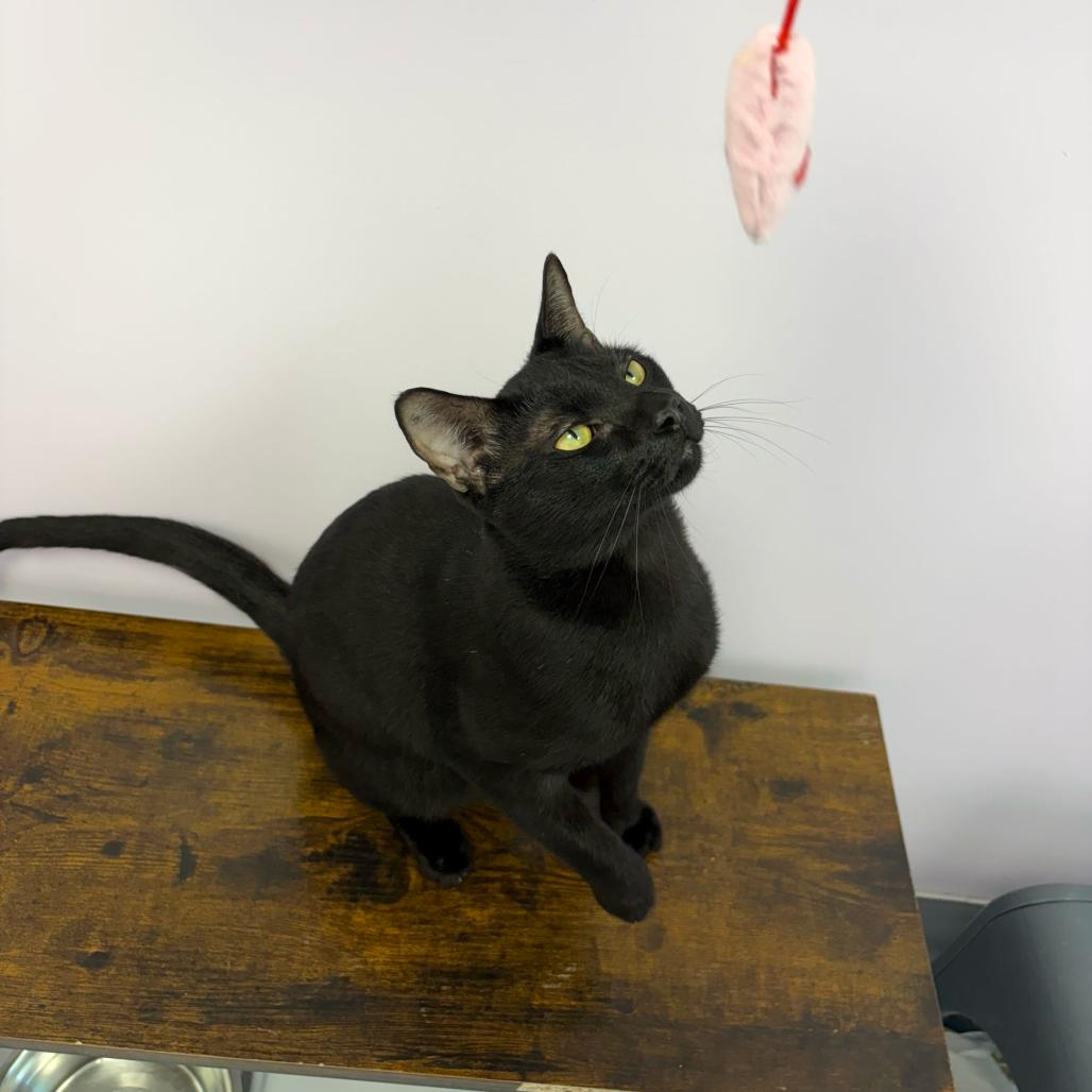 Felix, Adoptable, Young Male Domestic Short Hair.