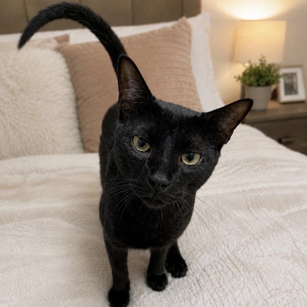 Enlarge Felix, a Adoptable Domestic Short Hair in Boston, MA image 2/6
