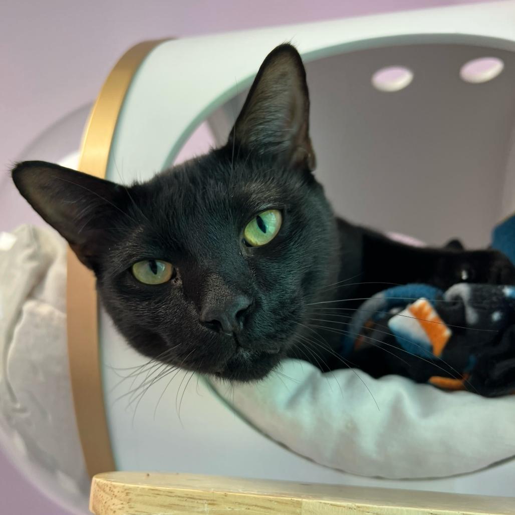 Enlarge Felix, a Adoptable Domestic Short Hair in Boston, MA image 3/6