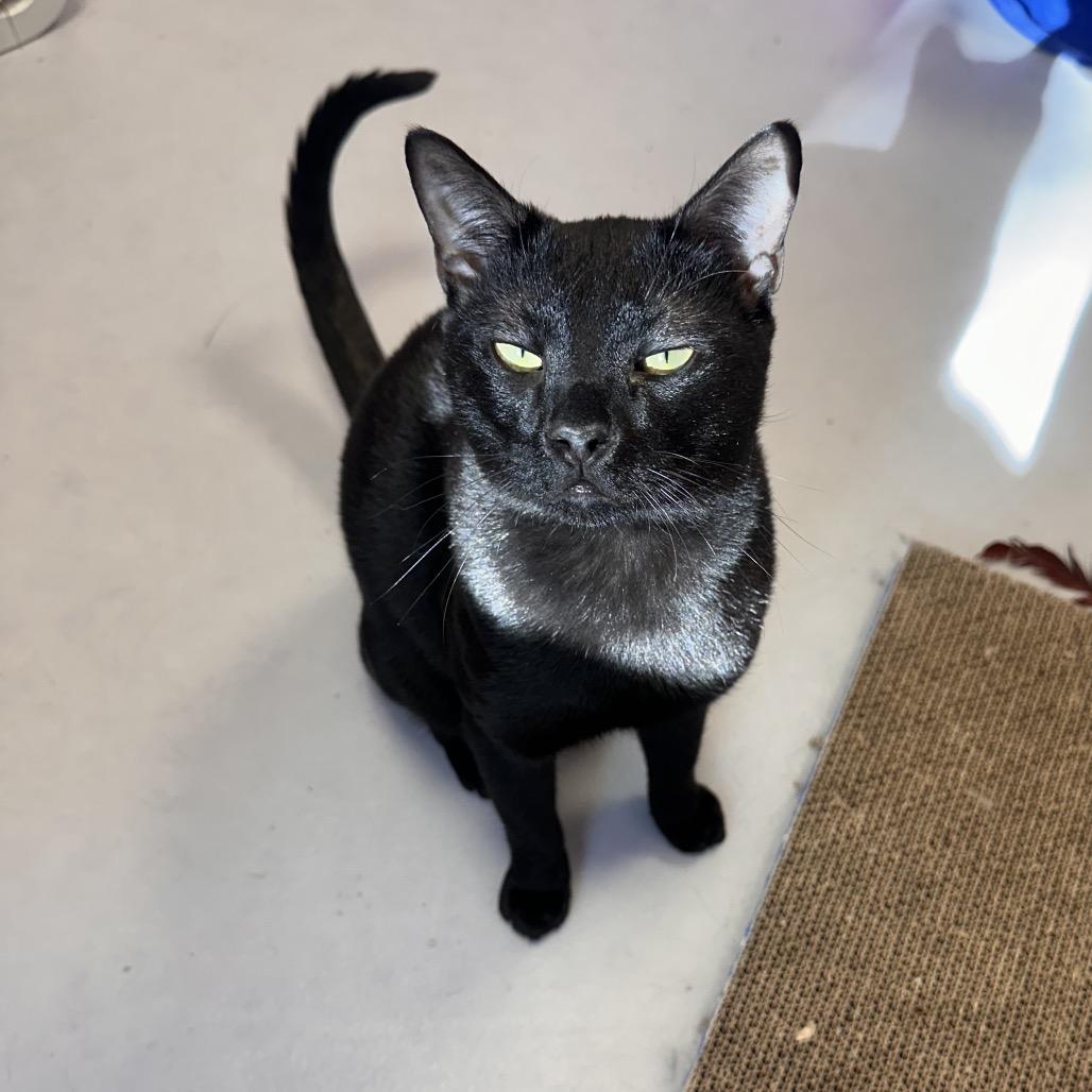 Enlarge Felix, a Adoptable Domestic Short Hair in Boston, MA image 4/6