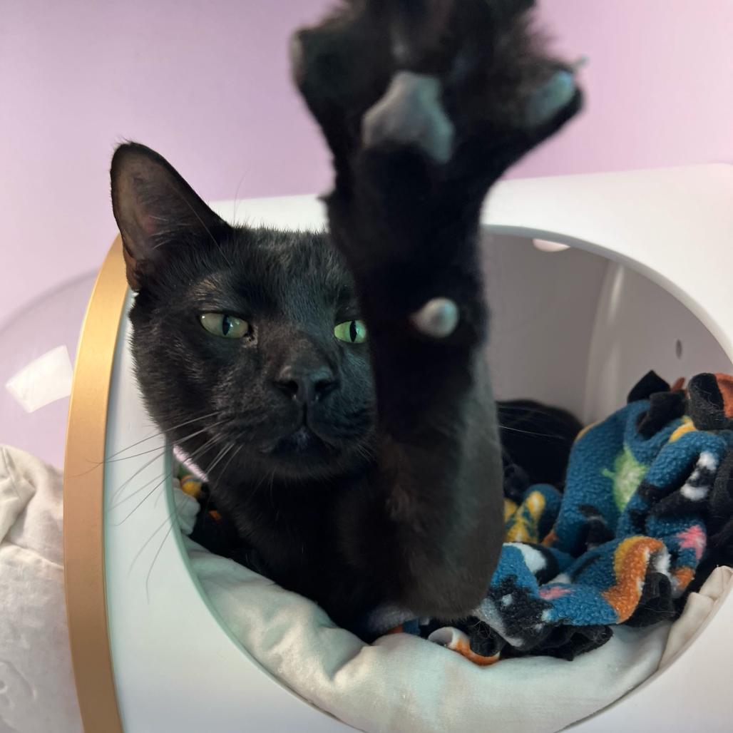 Enlarge Felix, a Adoptable Domestic Short Hair in Boston, MA image 6/6