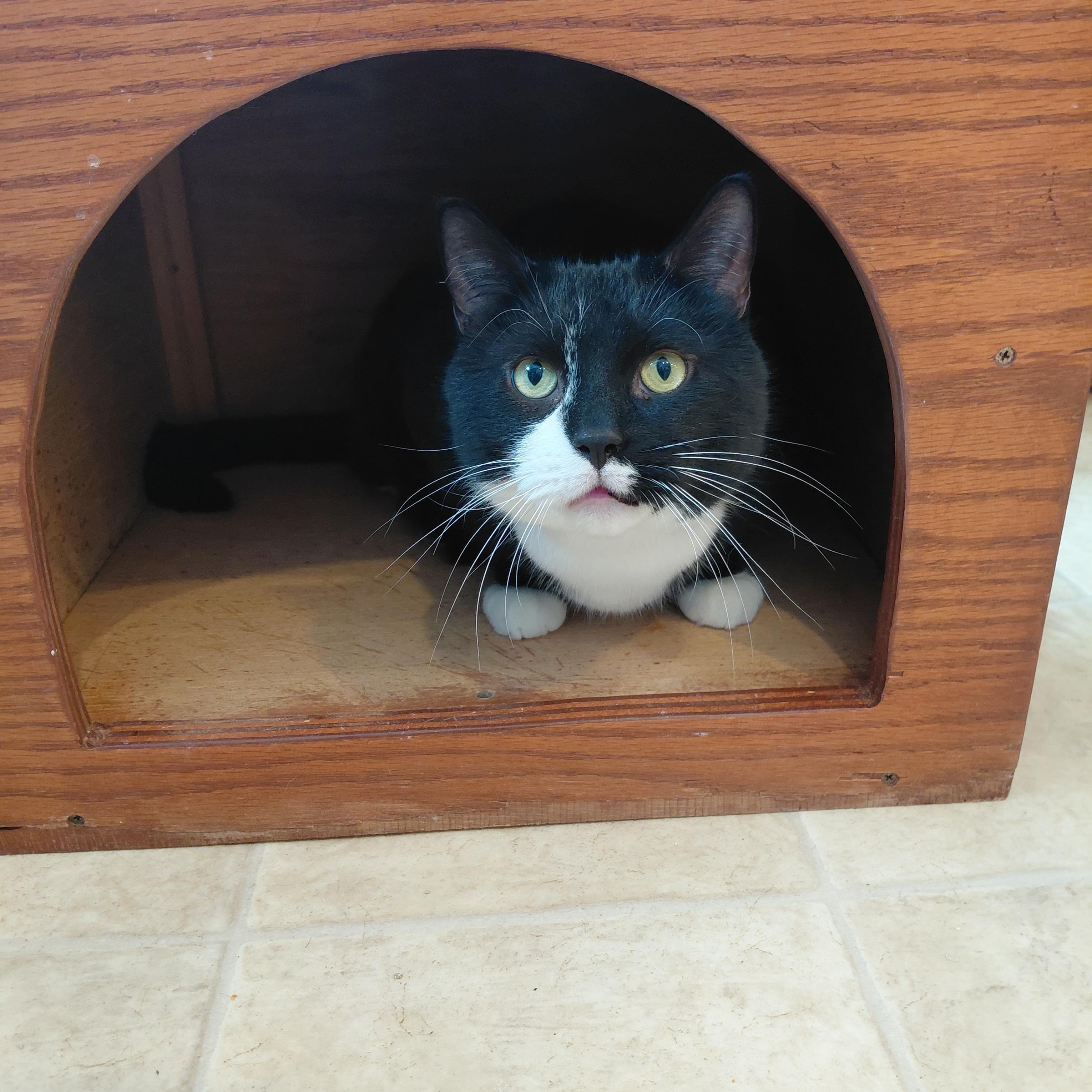 Enlarge Pepe, a ADOPTABLE Domestic Short Hair in Littleton, NH image 2/6