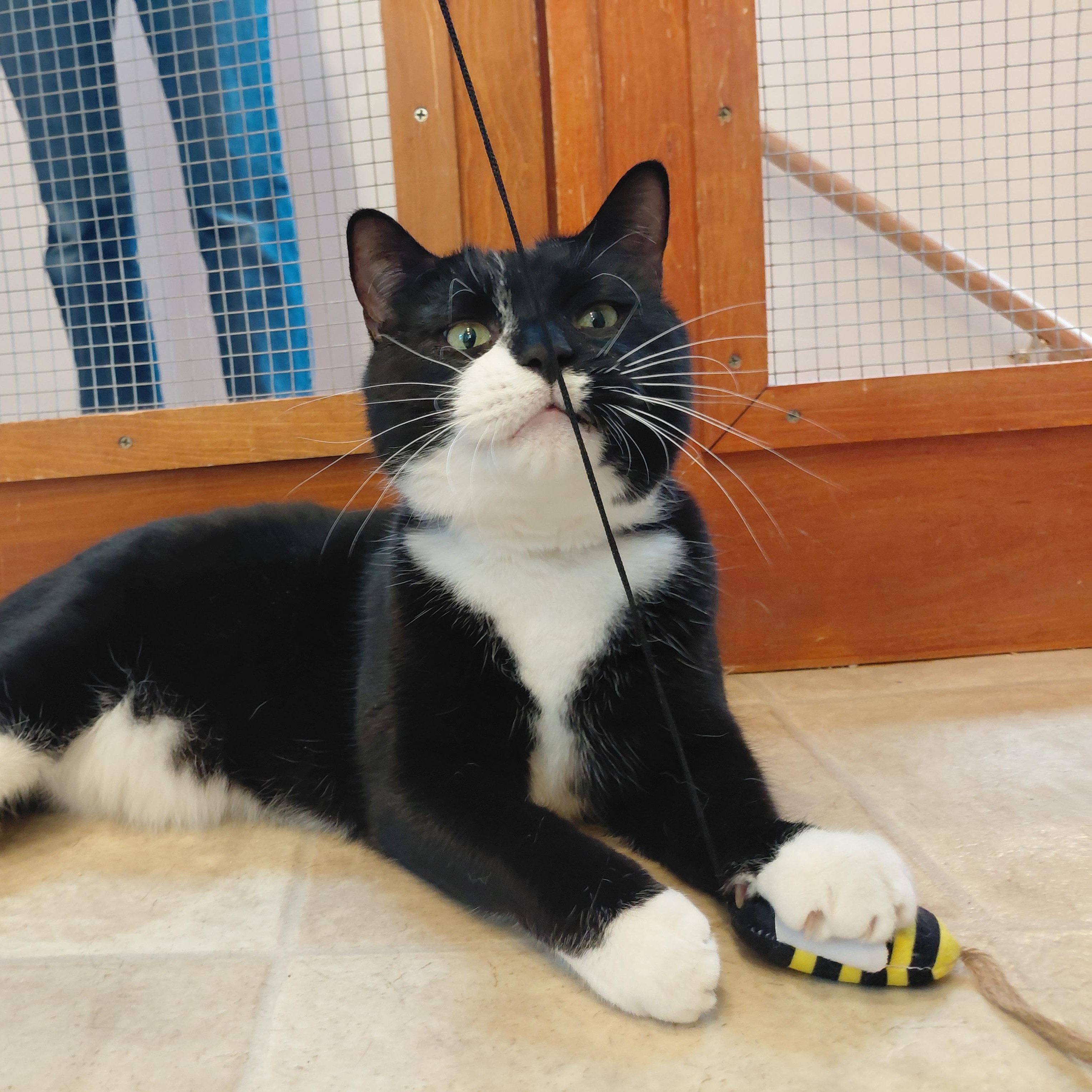 Enlarge Pepe, a ADOPTABLE Domestic Short Hair in Littleton, NH image 4/6