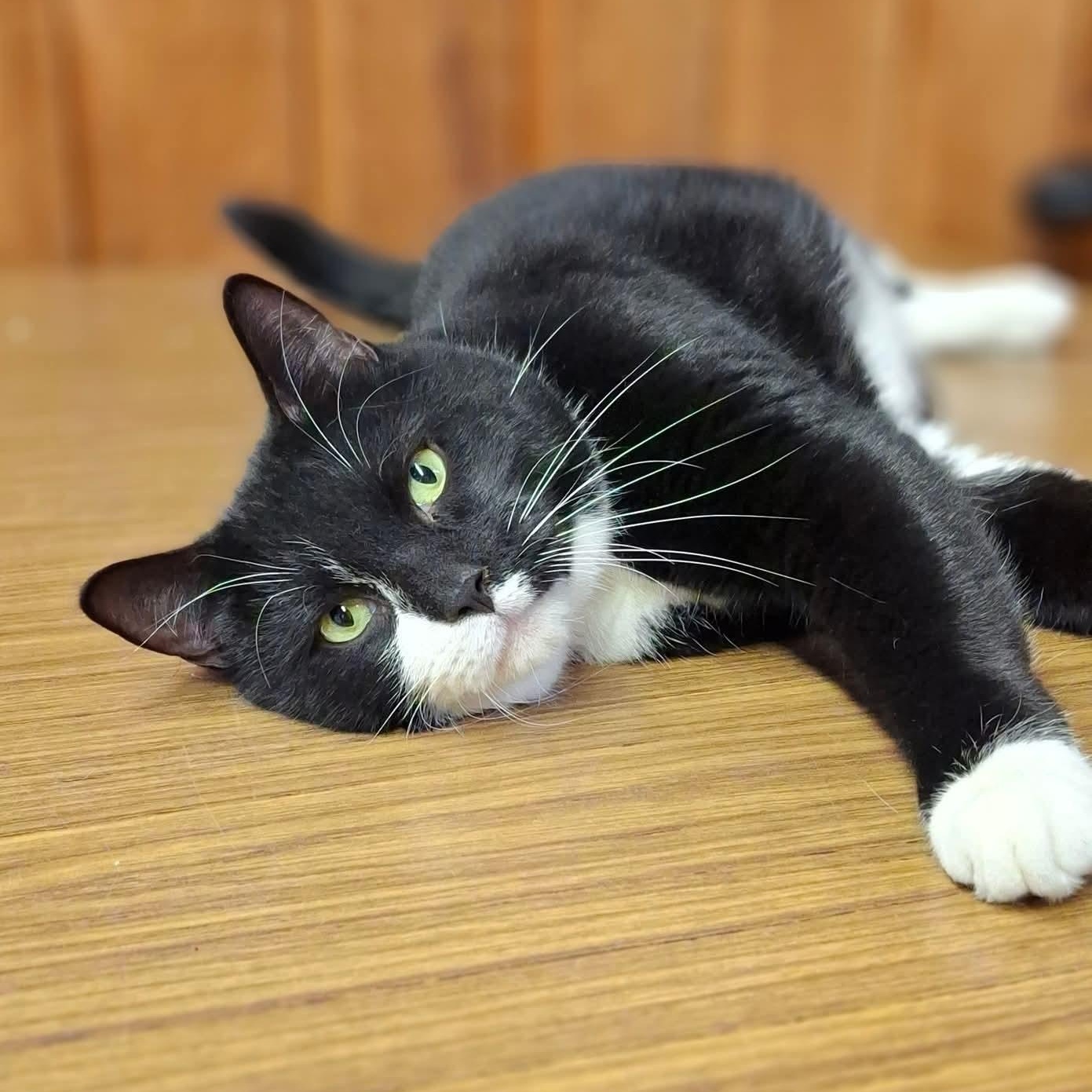 Pepe, ADOPTABLE, Adult Male Domestic Short Hair.