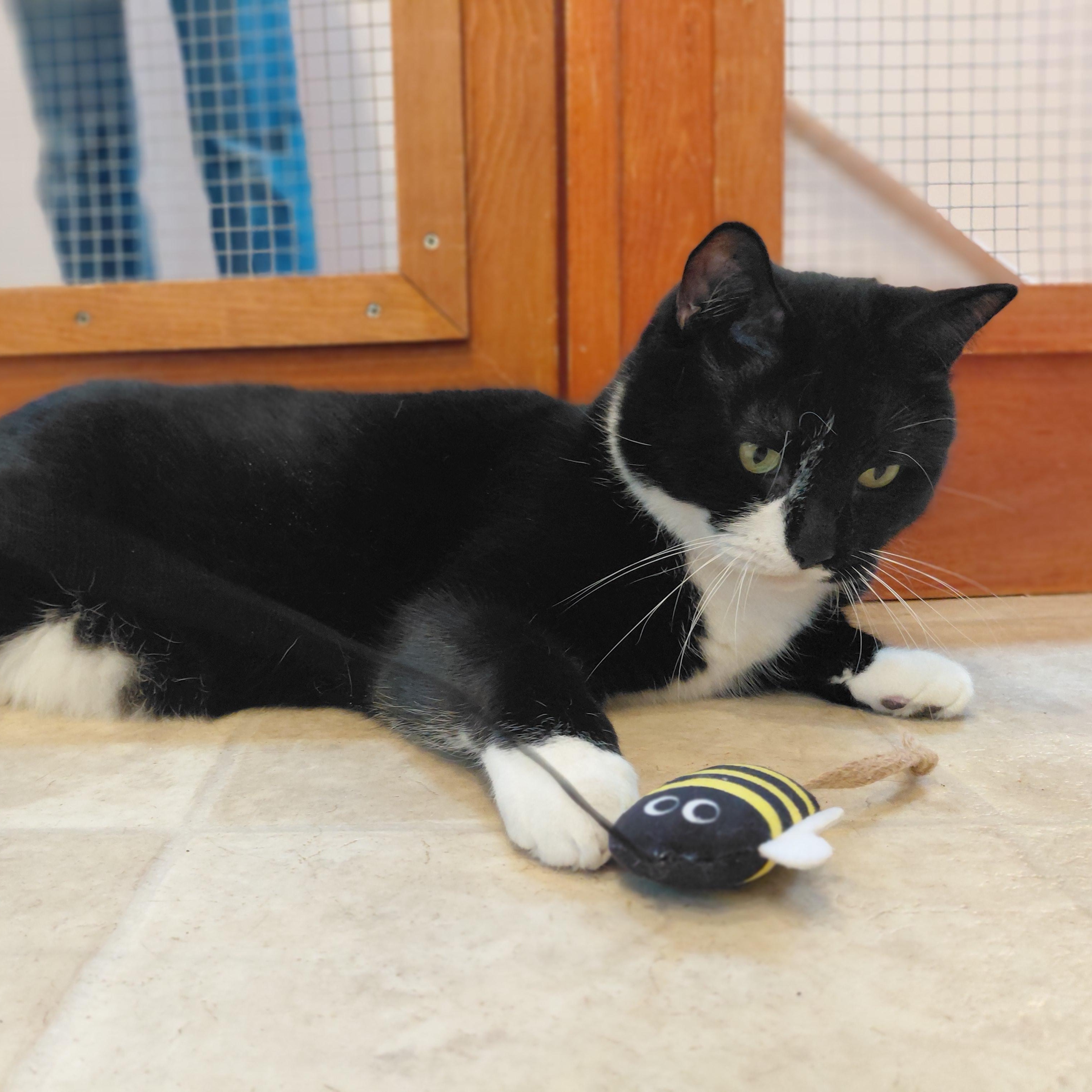 Enlarge Pepe, a ADOPTABLE Domestic Short Hair in Littleton, NH image 6/6