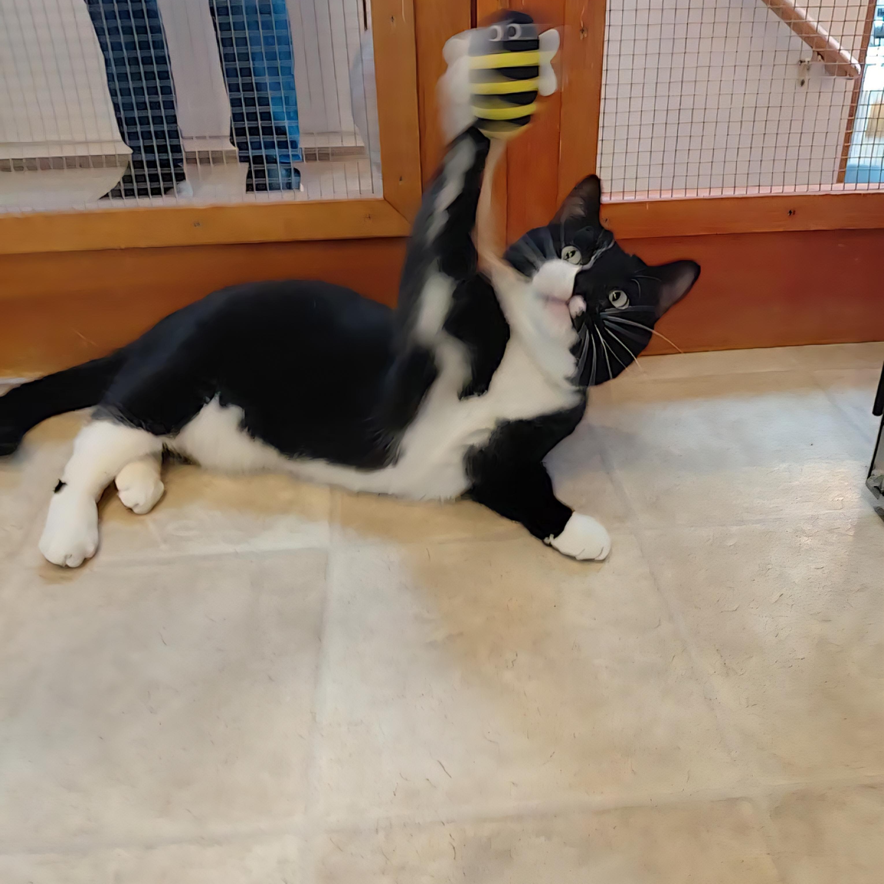 Enlarge Pepe, a ADOPTABLE Domestic Short Hair in Littleton, NH image 5/6