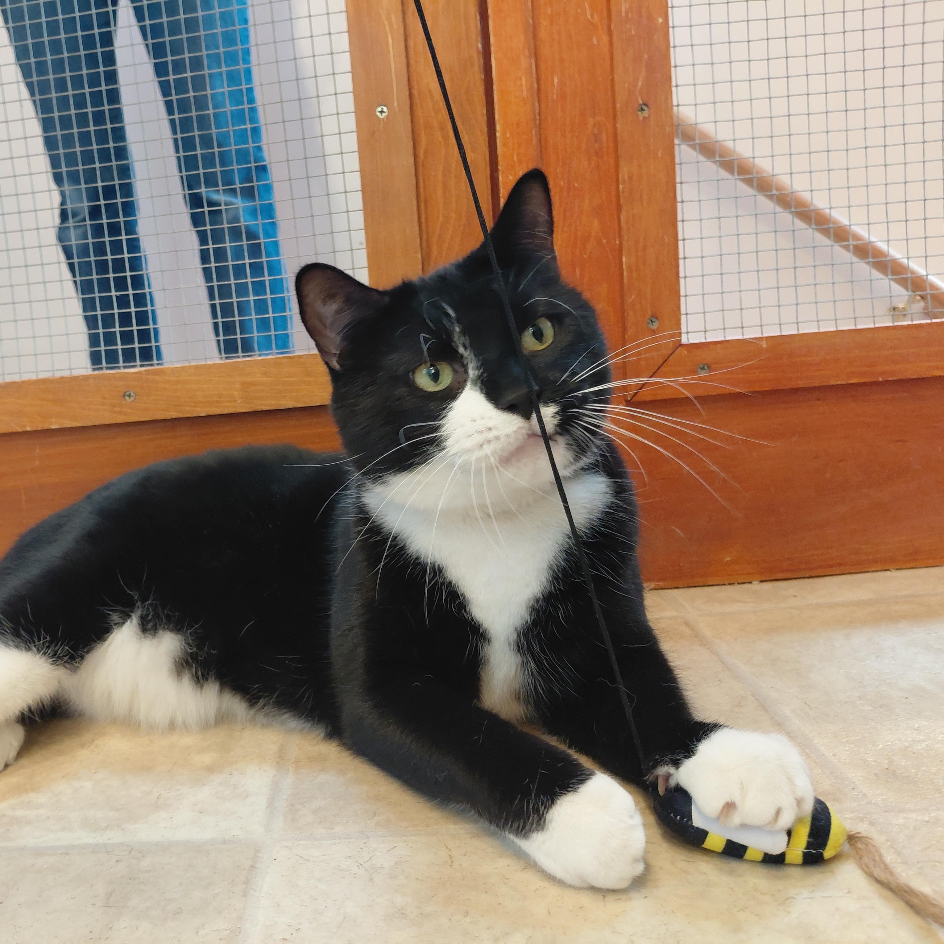 Enlarge Pepe, a ADOPTABLE Domestic Short Hair in Littleton, NH image 3/6