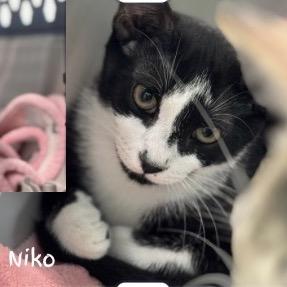 Enlarge Niko - A26-???, a Adoptable Domestic Short Hair in SANTA ROSA BEACH, FL image 1/1