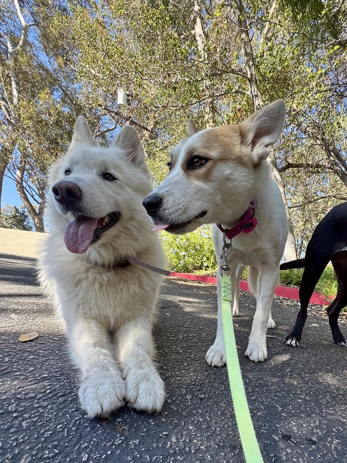 Enlarge Sage, a Adoptable mixed breed in Los Angeles, CA image 2/6