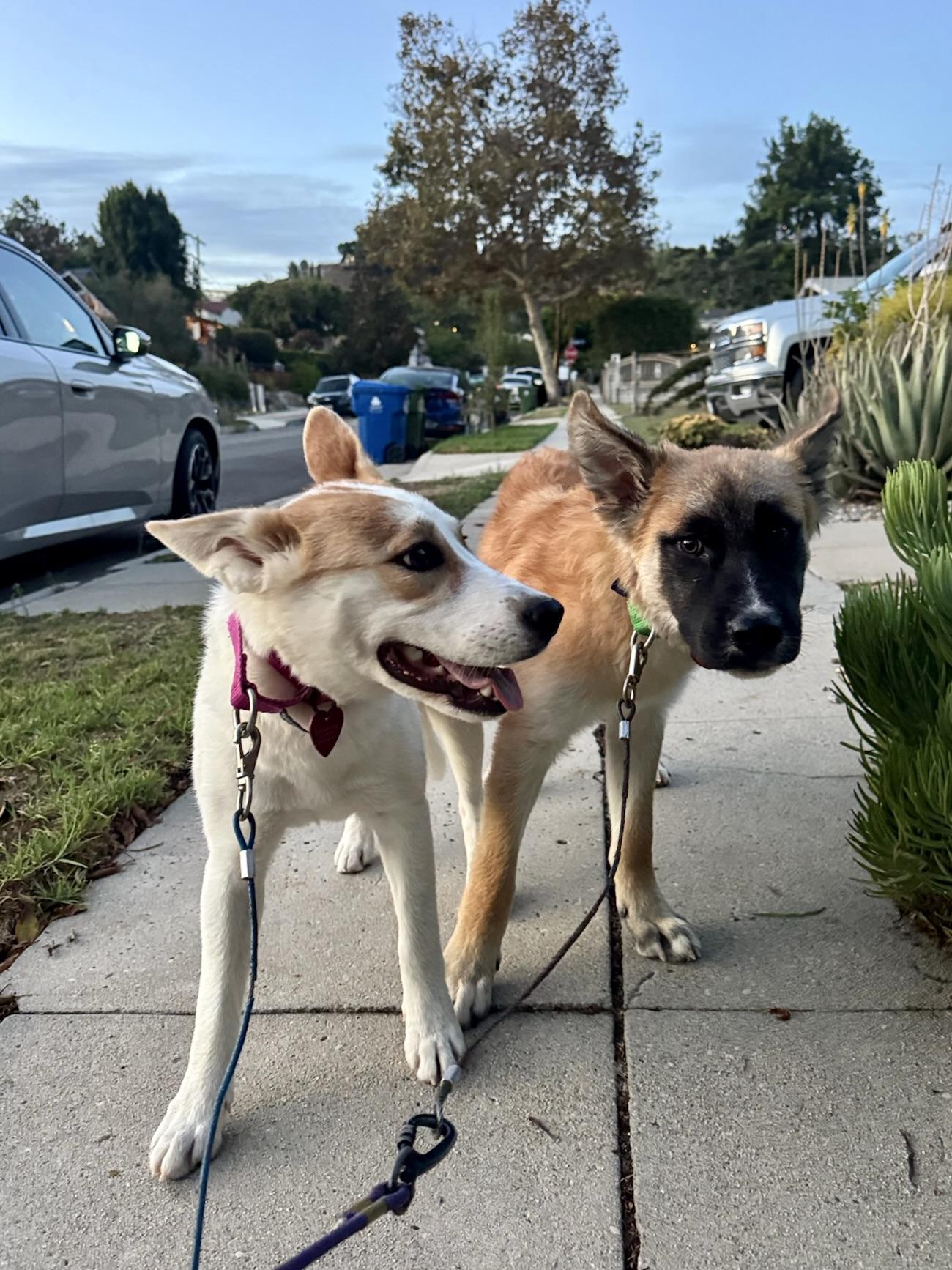 Enlarge Sage, a Adoptable mixed breed in Los Angeles, CA image 5/6