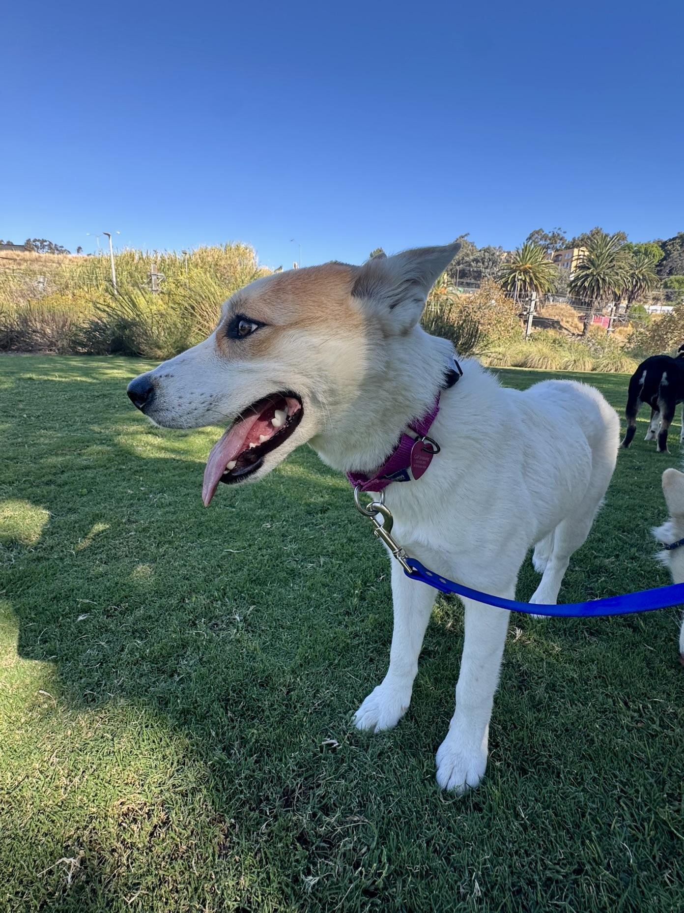 Enlarge Sage, a Adoptable mixed breed in Los Angeles, CA image 4/6