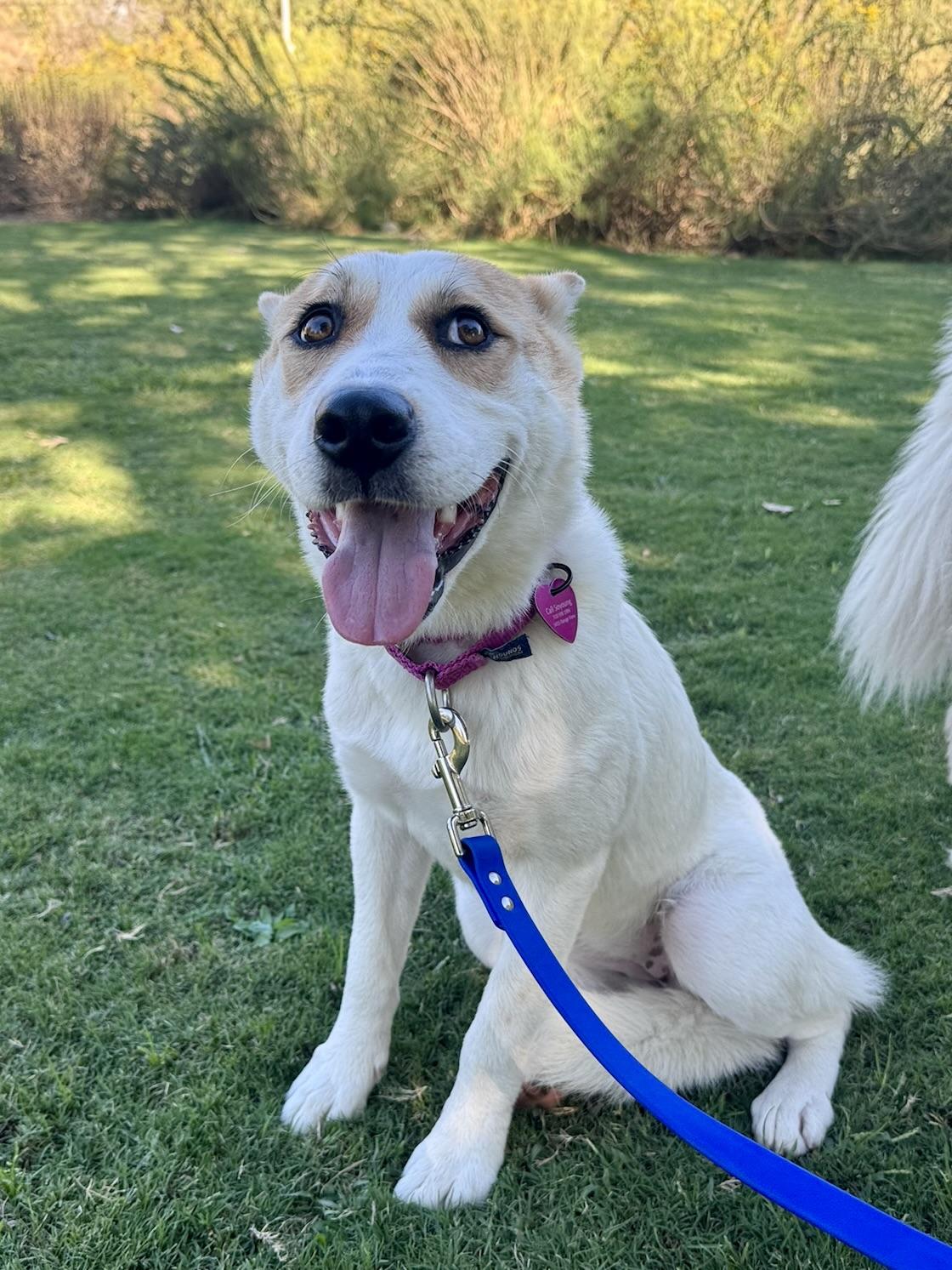 Enlarge Sage, a Adoptable mixed breed in Los Angeles, CA image 1/6