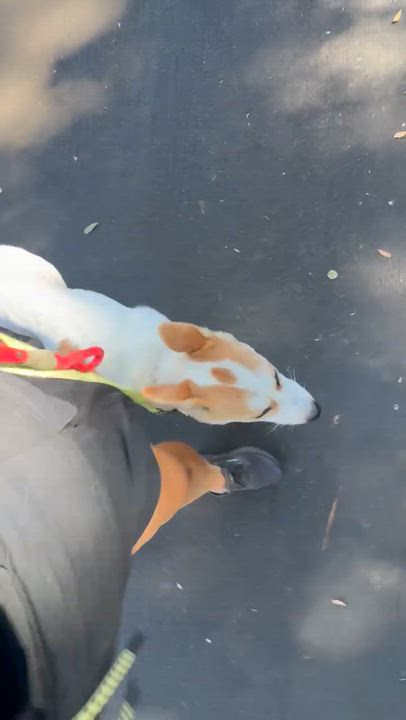 Enlarge Sage, a Adoptable mixed breed in Los Angeles, CA video 6/6