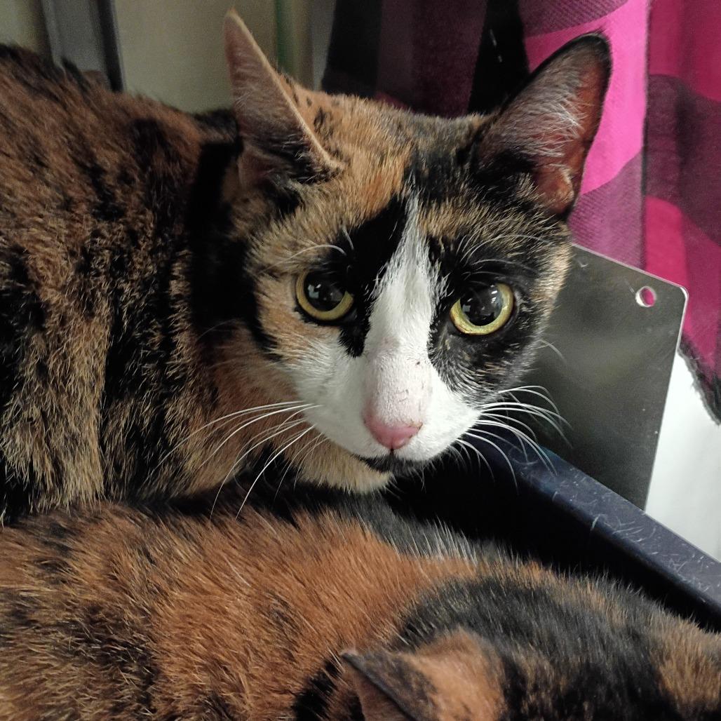 marley, Adoptable, Adult Female Domestic Short Hair & Domestic Short Hair.