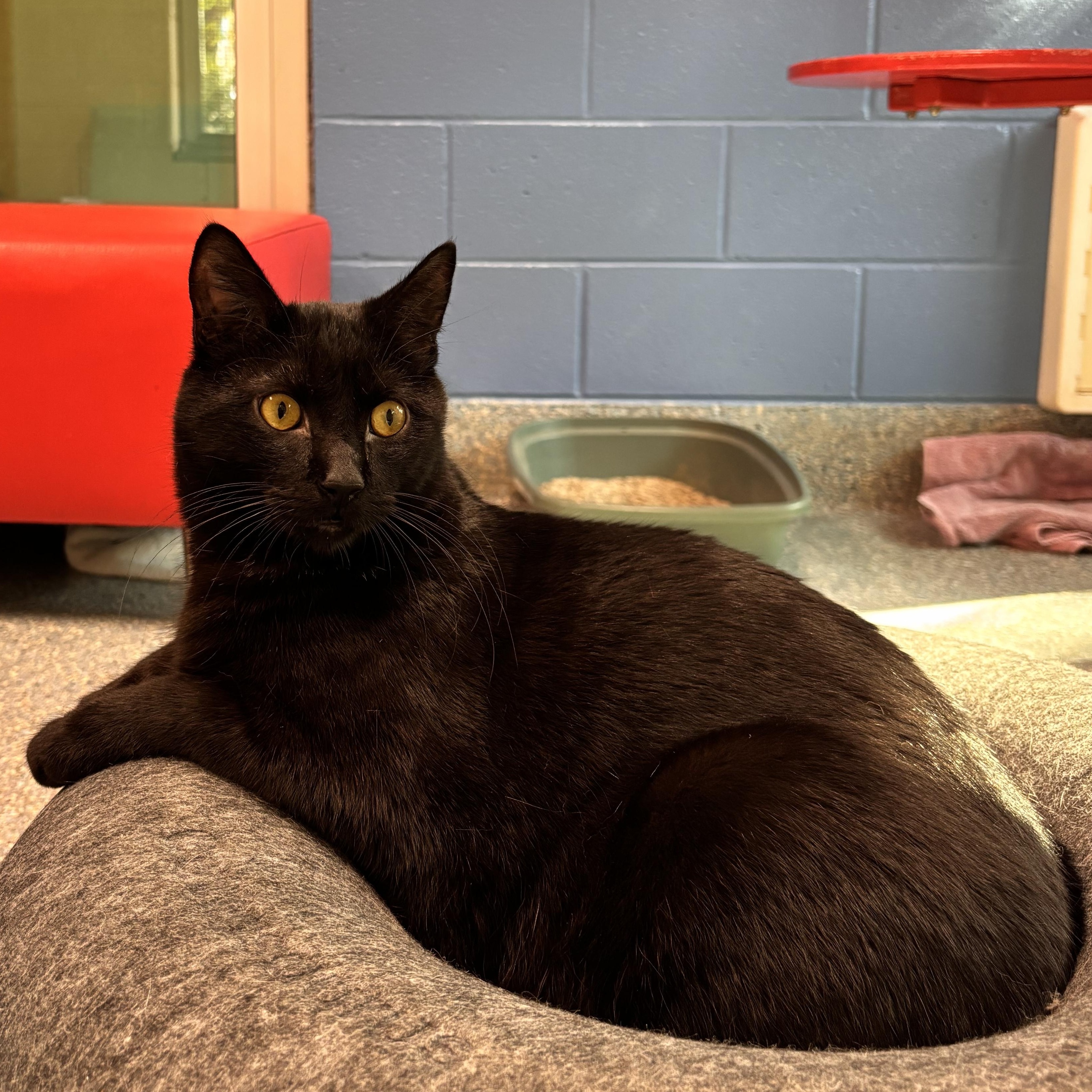 Enlarge Maximus, an adoptable Domestic Short Hair in Charleston, SC image 3/4