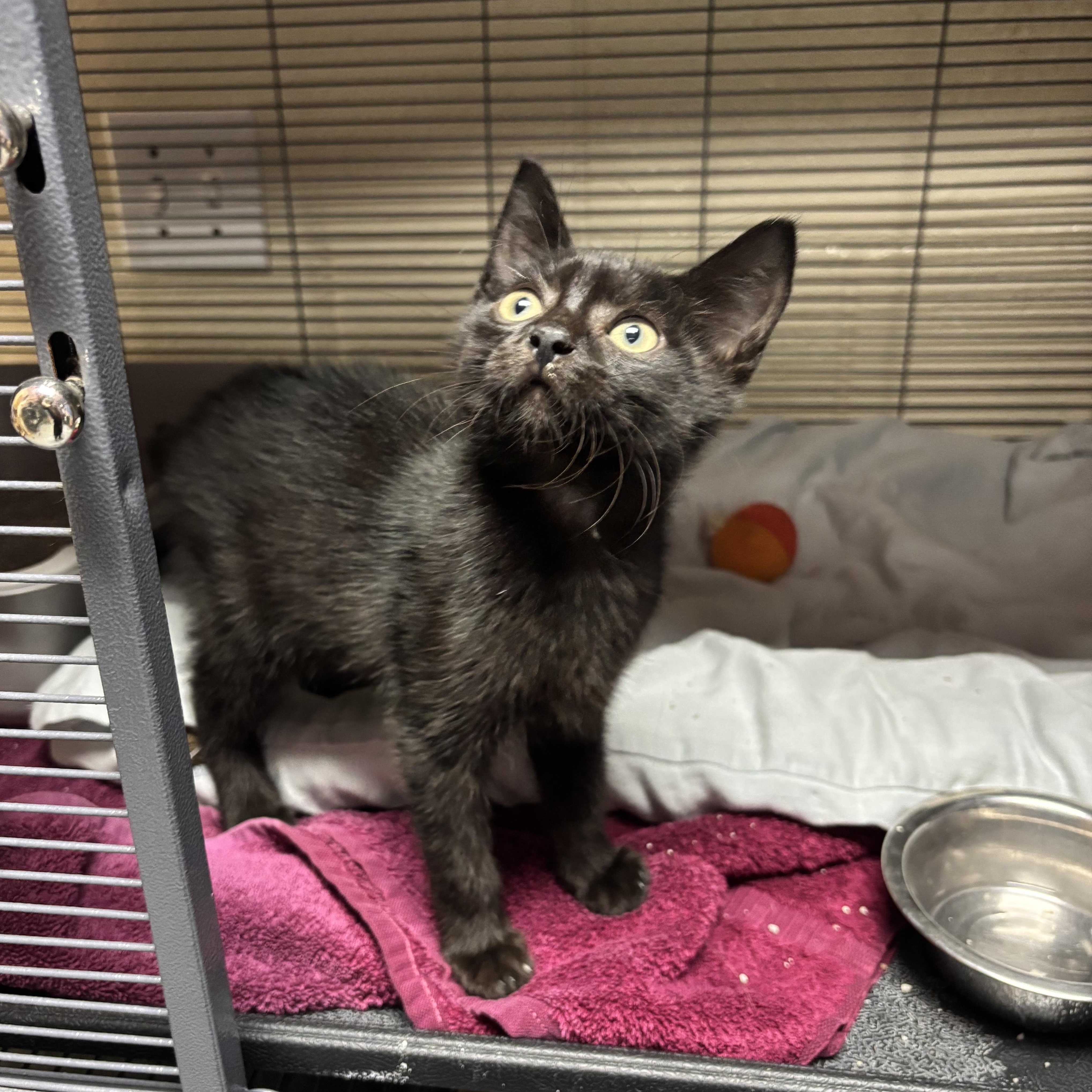 Maximus, a Adoptable Domestic Short Hair in Charleston, SC image 1/2