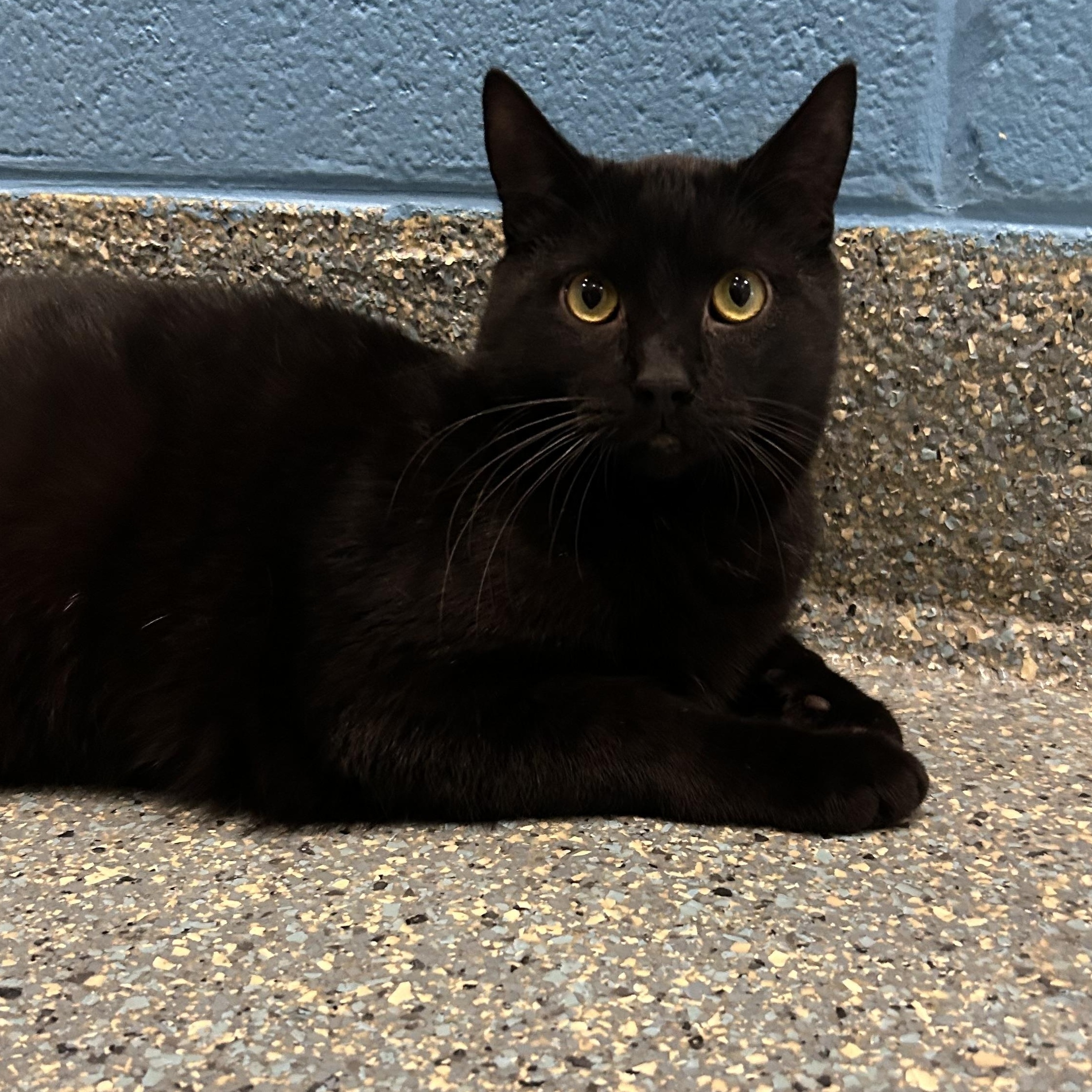 Enlarge Maximus, an adoptable Domestic Short Hair in Charleston, SC image 1/4