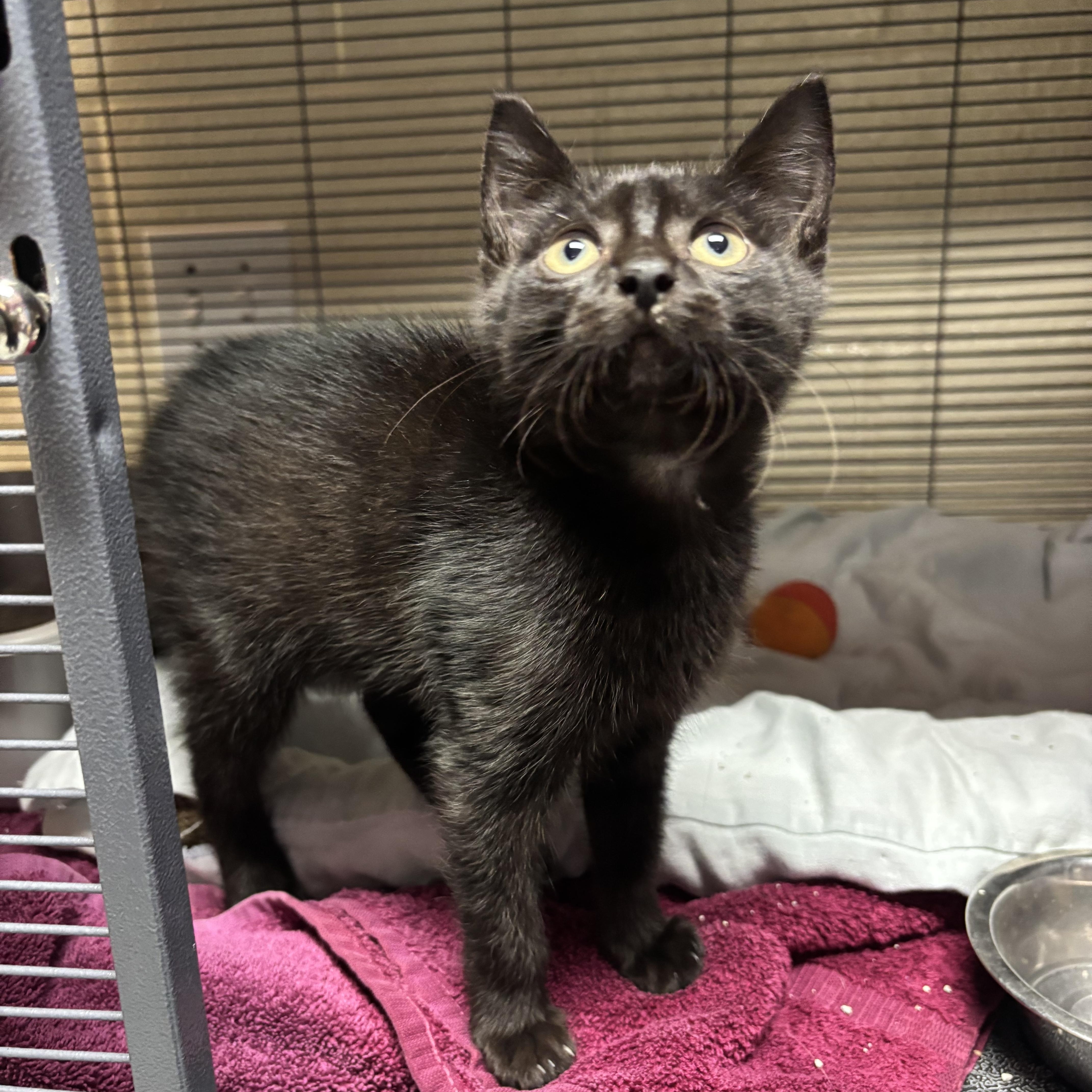 Maximus, a Adoptable Domestic Short Hair in Charleston, SC image 2/2