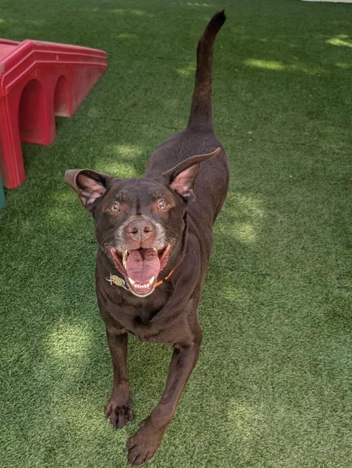 Enlarge Griffin, a Adoptable mixed breed in North Olmsted, OH image 3/3