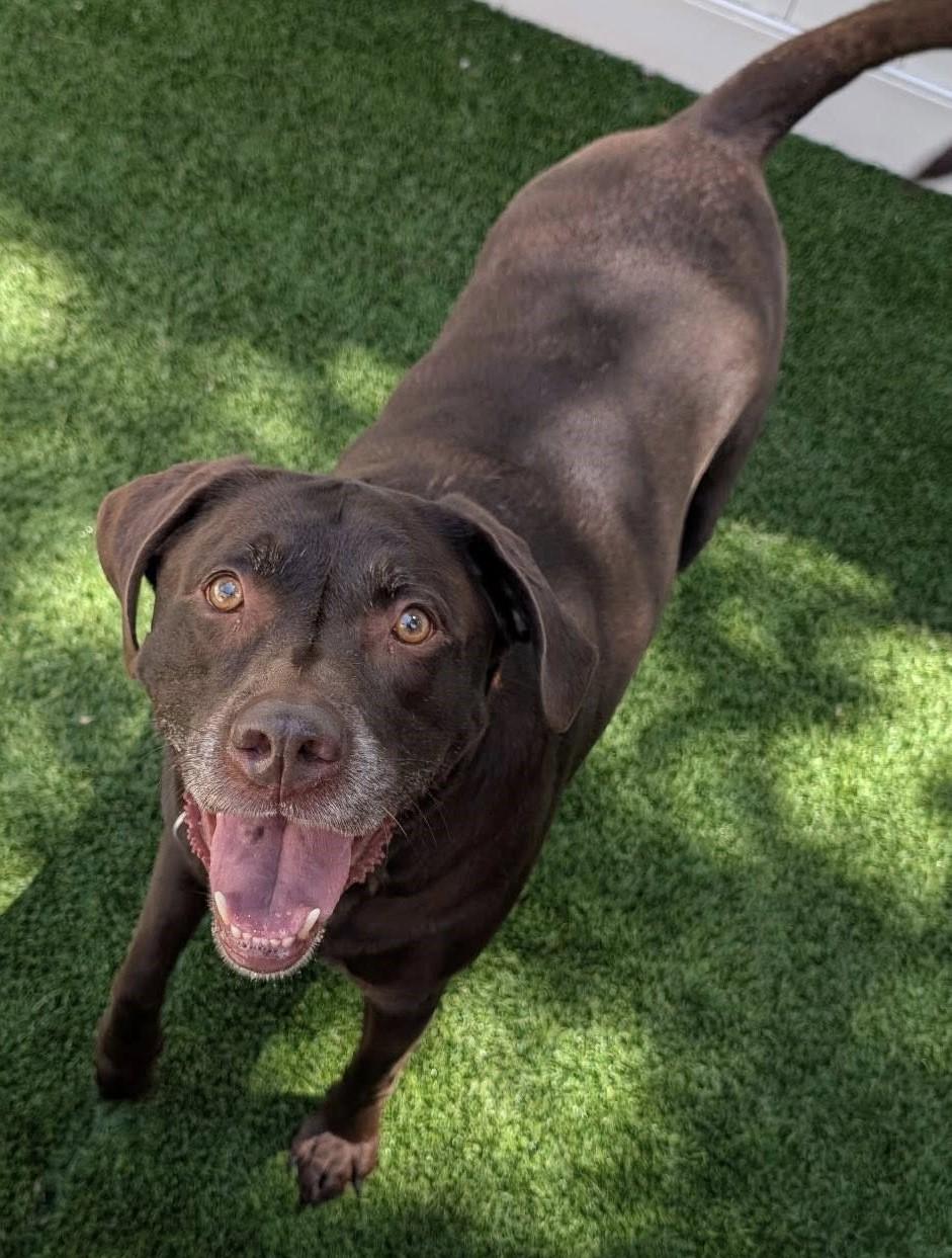 Griffin, Adoptable, Adult Male Chocolate Labrador Retriever & Labrador Retriever.