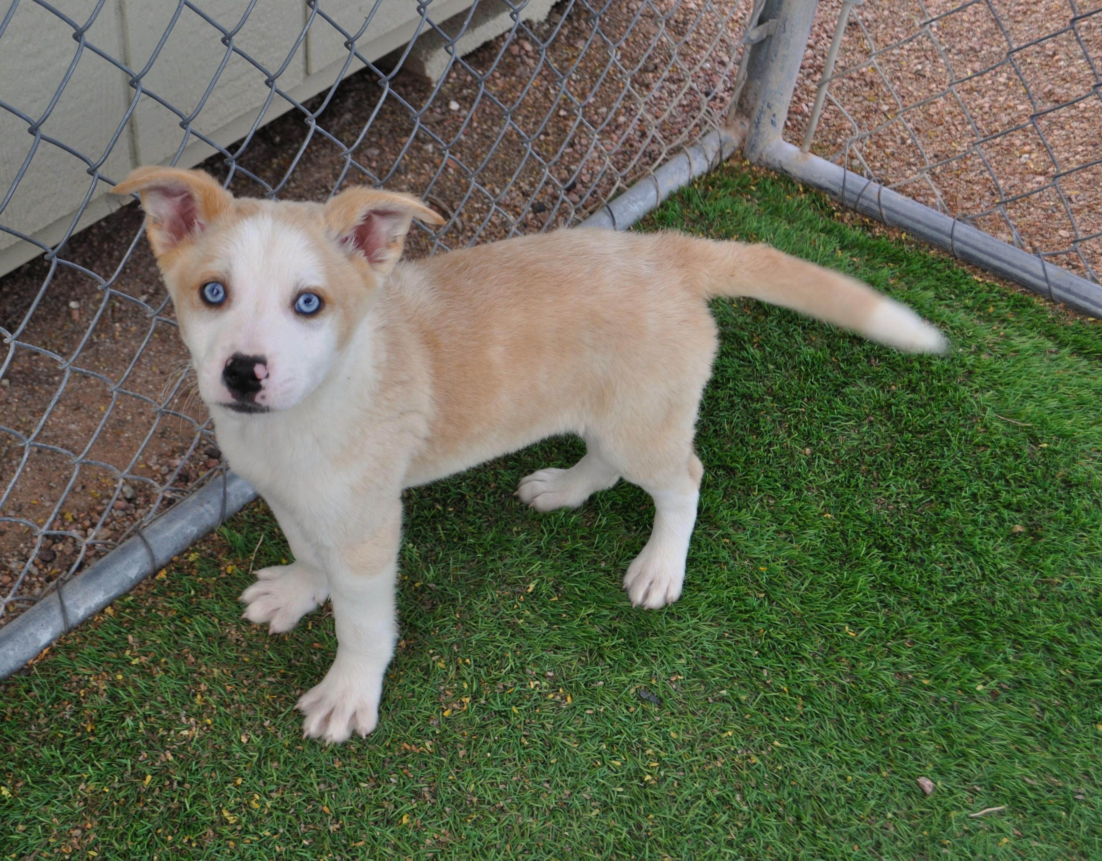 Atlas, adoptable, Puppy Male Border Collie & Smooth Collie.
