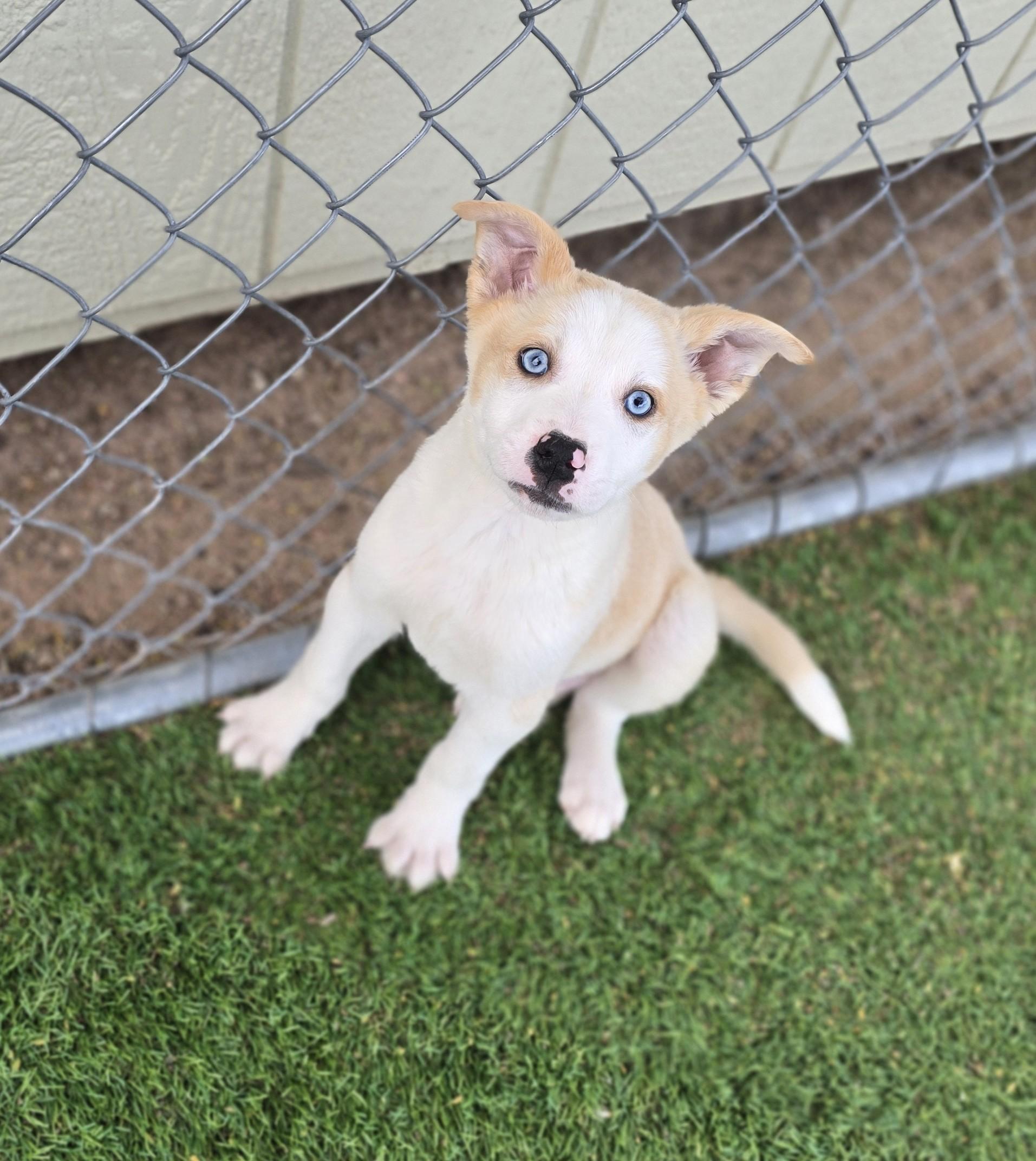 Enlarge Atlas, an adoptable mixed breed in Apache Junction, AZ image 2/3