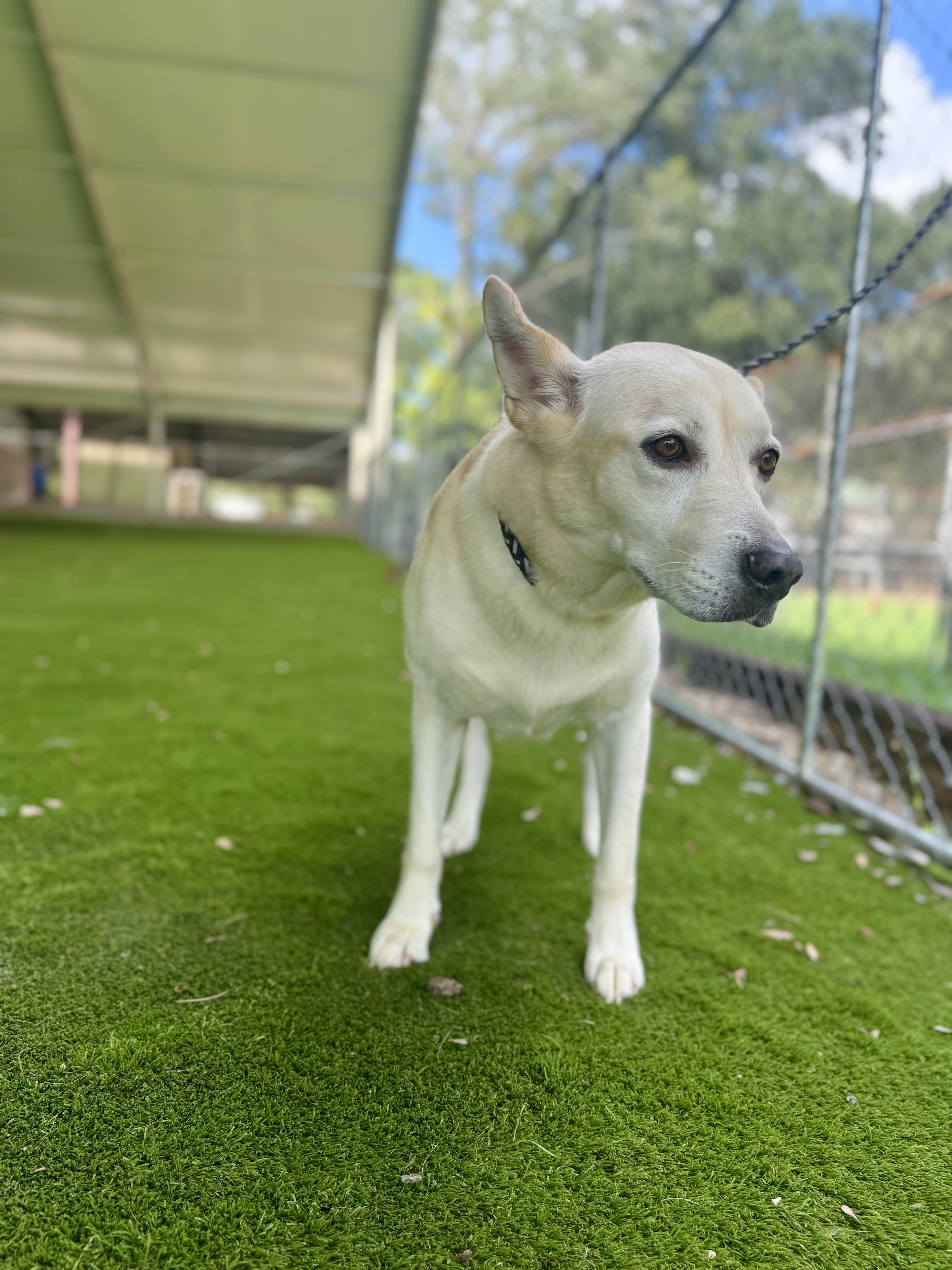 Enlarge Cheryl, a Adoptable mixed breed in Springfield , IL image 1/6
