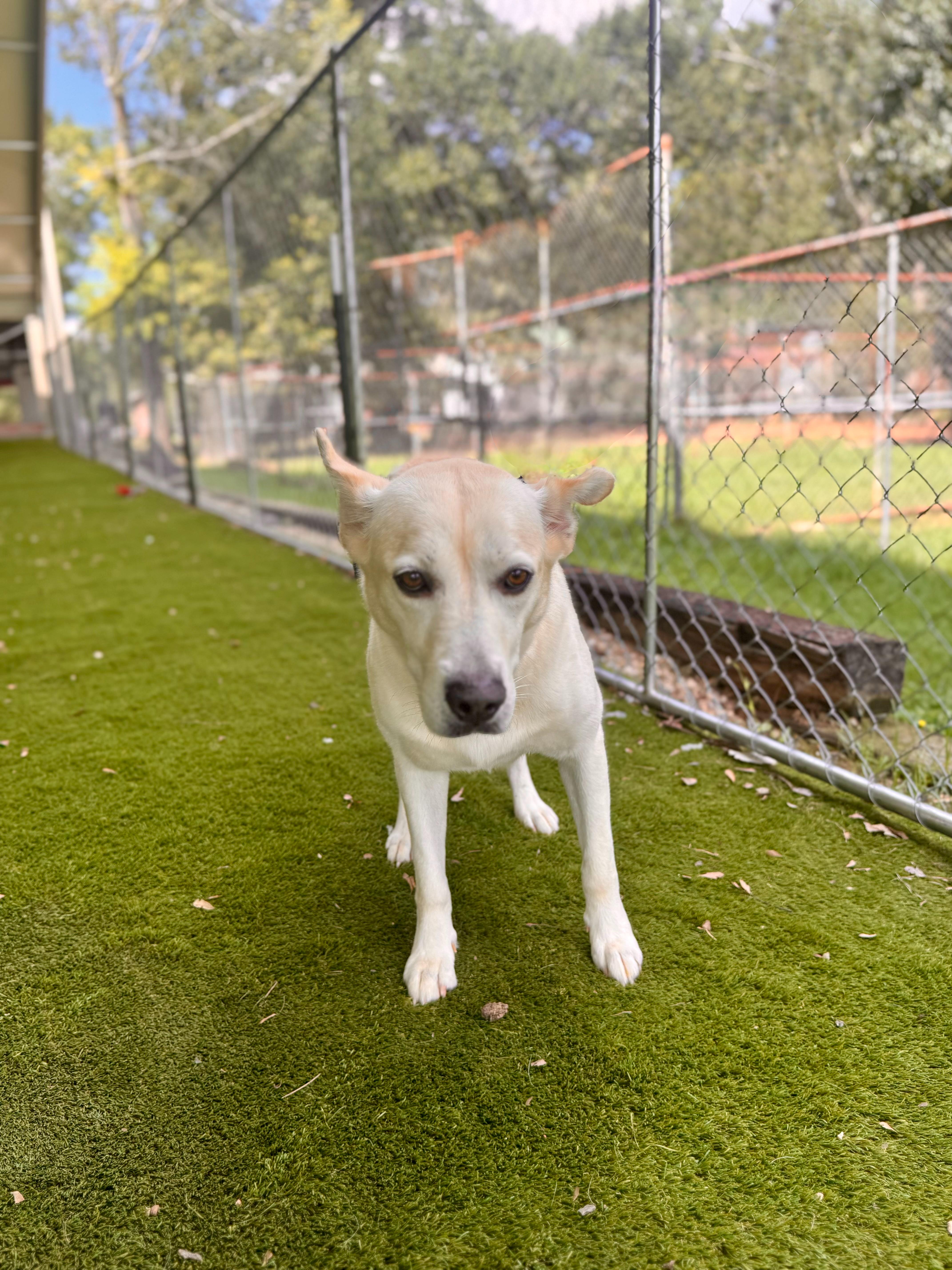 Enlarge Cheryl, a Adoptable mixed breed in Springfield , IL image 2/6