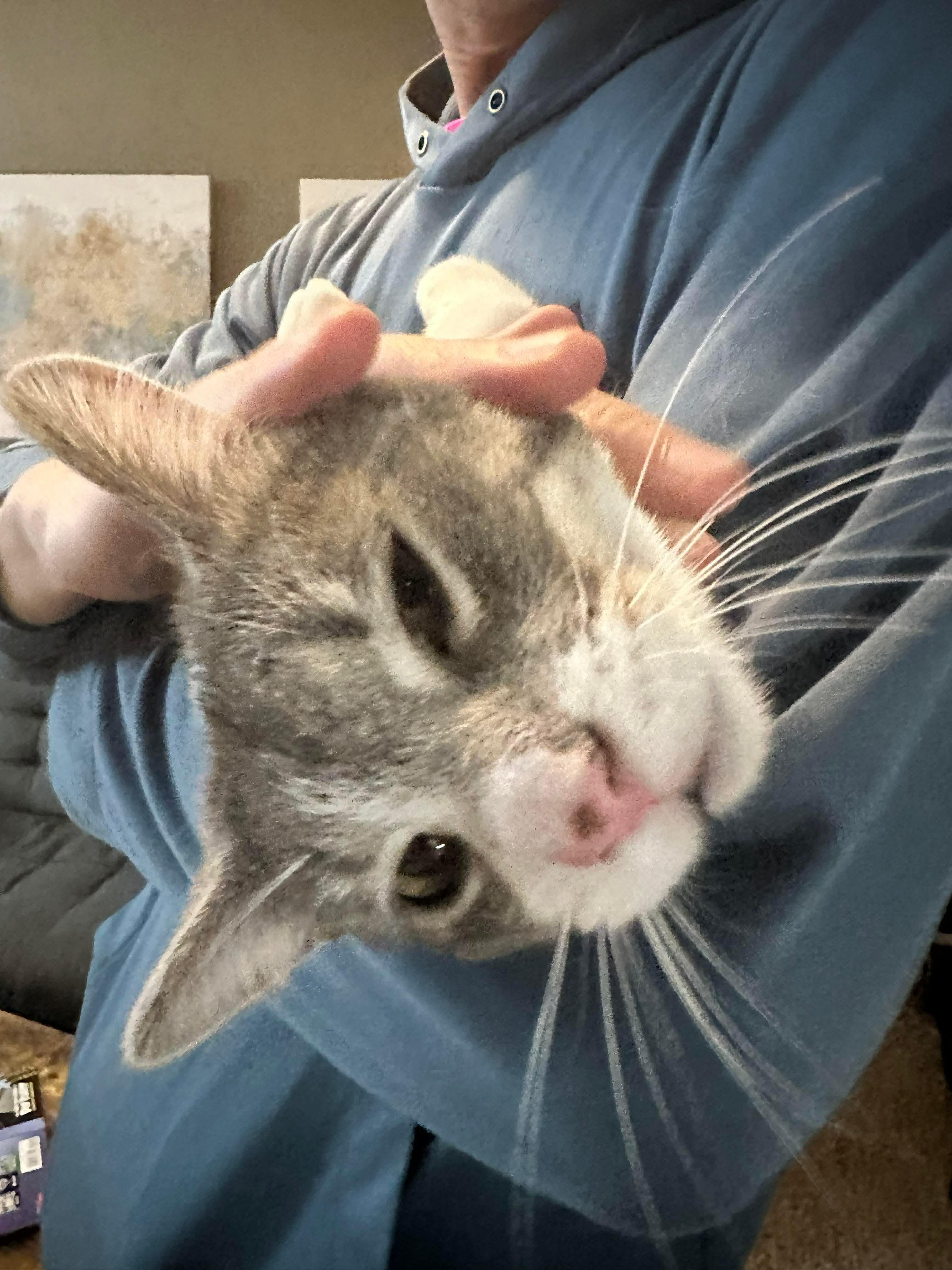 Nimbus, a ADOPTABLE Domestic Short Hair in Sioux Falls, SD image 3/3