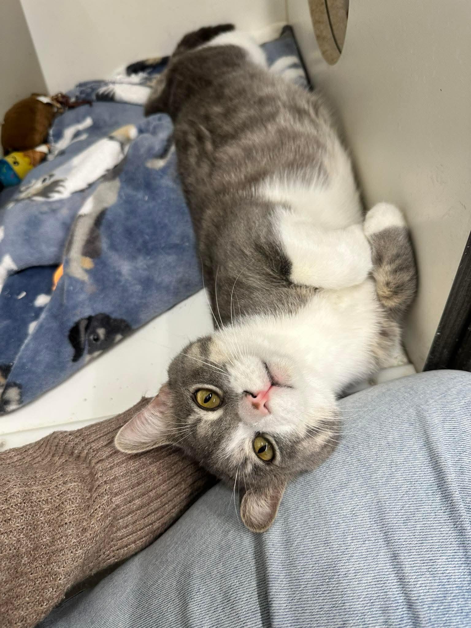 Nimbus, ADOPTABLE, Adult Male Domestic Short Hair.