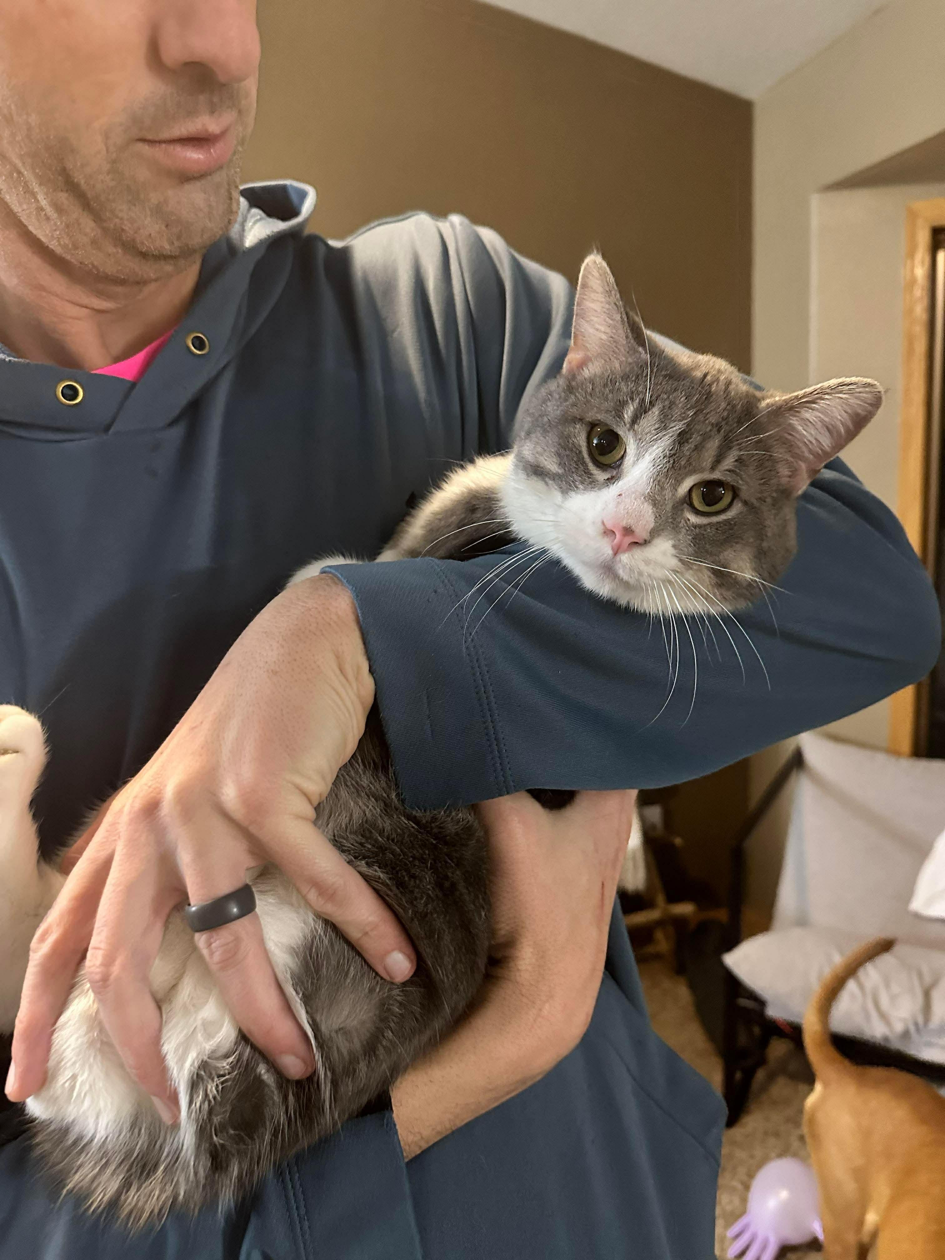 Nimbus, a ADOPTABLE Domestic Short Hair in Sioux Falls, SD image 2/3