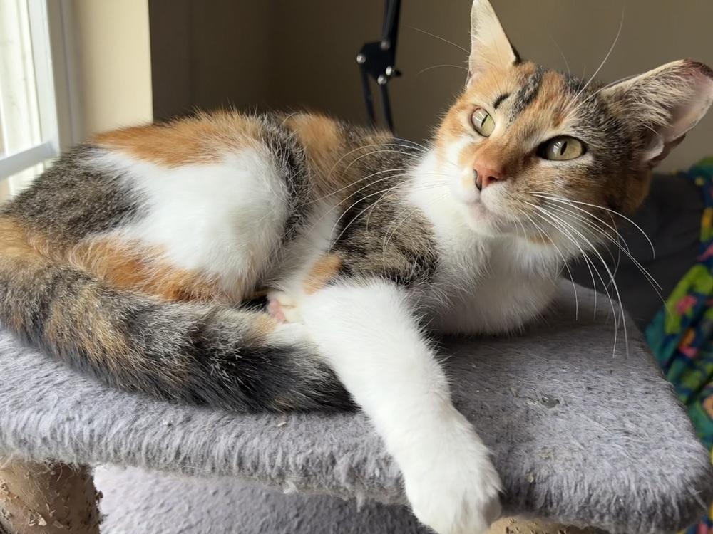 Junie, Adoptable, Adult Female Domestic Short Hair.
