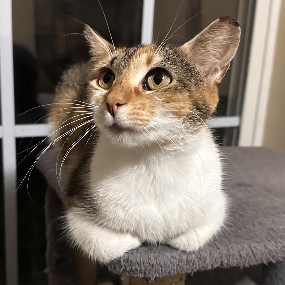 Junie, a Adoptable Domestic Short Hair in Panama City Beach, FL image 2/4
