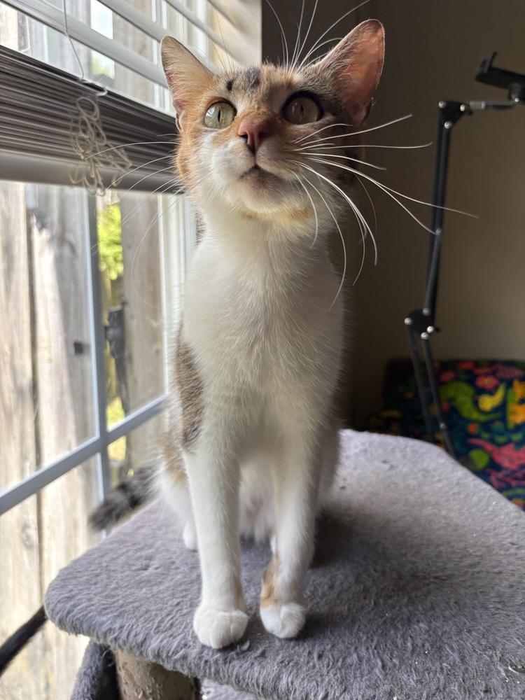 Junie, a Adoptable Domestic Short Hair in Panama City Beach, FL image 3/4