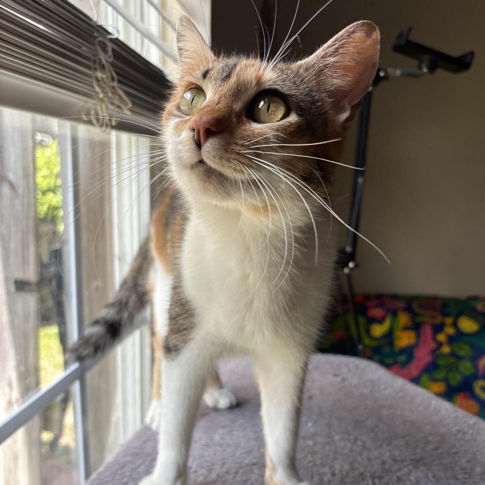 Junie, a Adoptable Domestic Short Hair in Panama City Beach, FL image 4/4