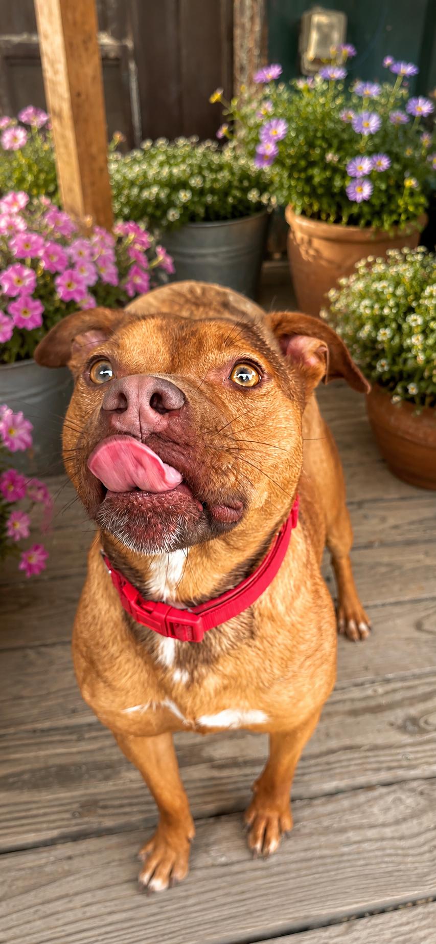 Enlarge Kassie, a Adoptable Mixed Breed in Newfoundland, PA image 4/6