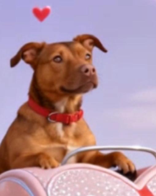 Kassie, a Adoptable Mixed Breed in Staten Island, NY image 1/5