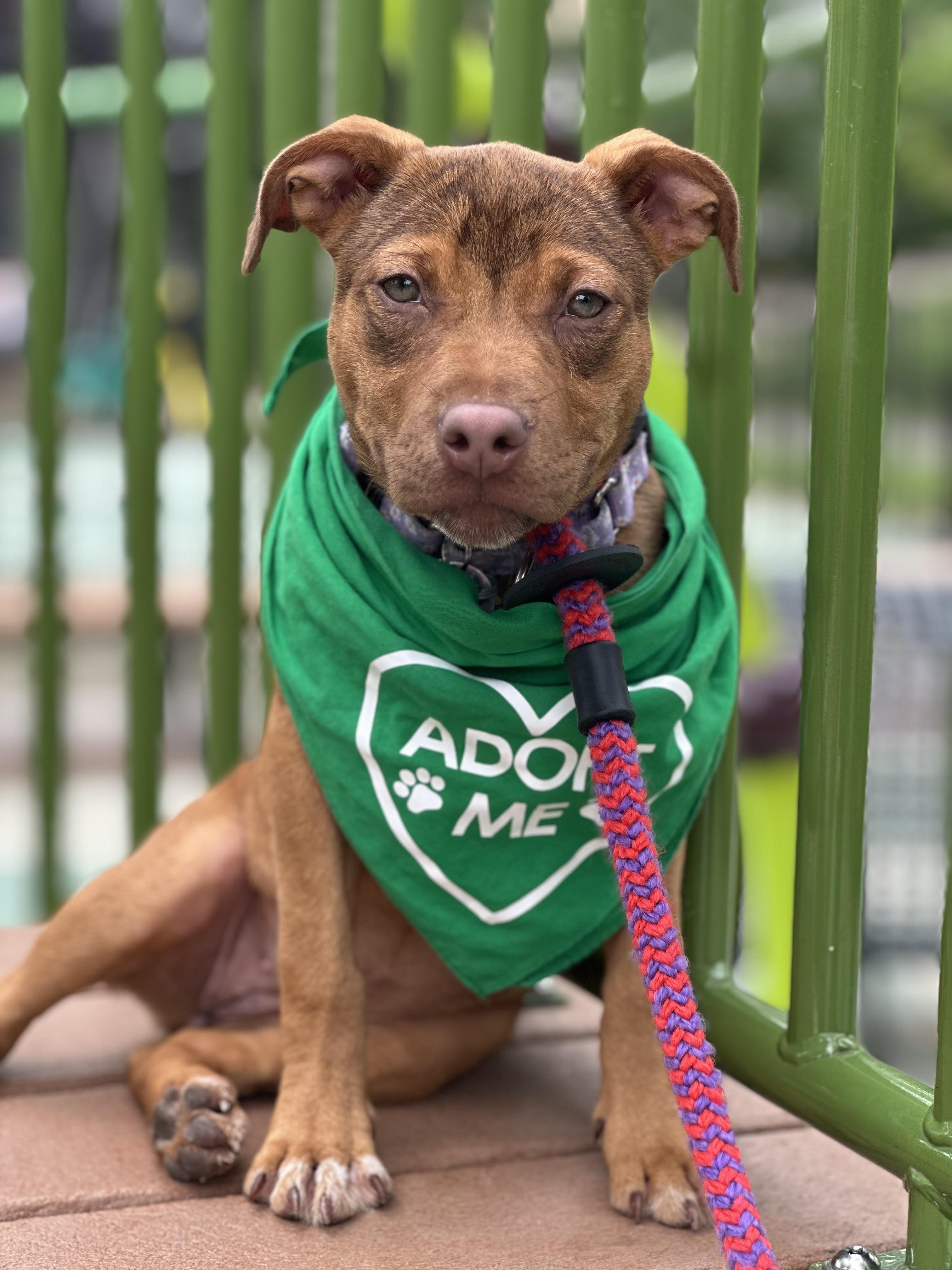 Kassie, Adoptable, Young Female Mixed Breed.