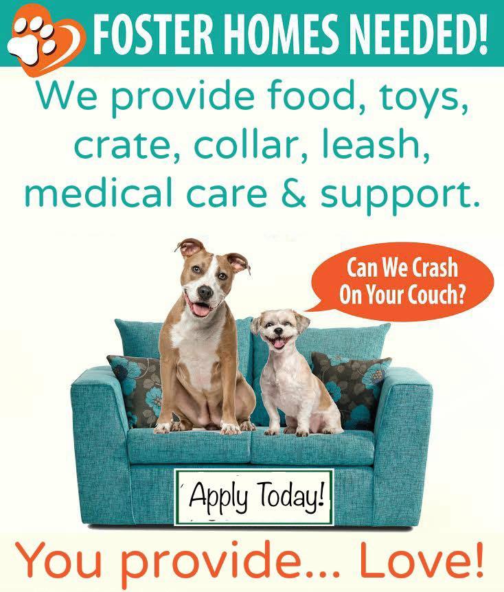 Foster Homes Needed, Adoptable, Adult Female Terrier.