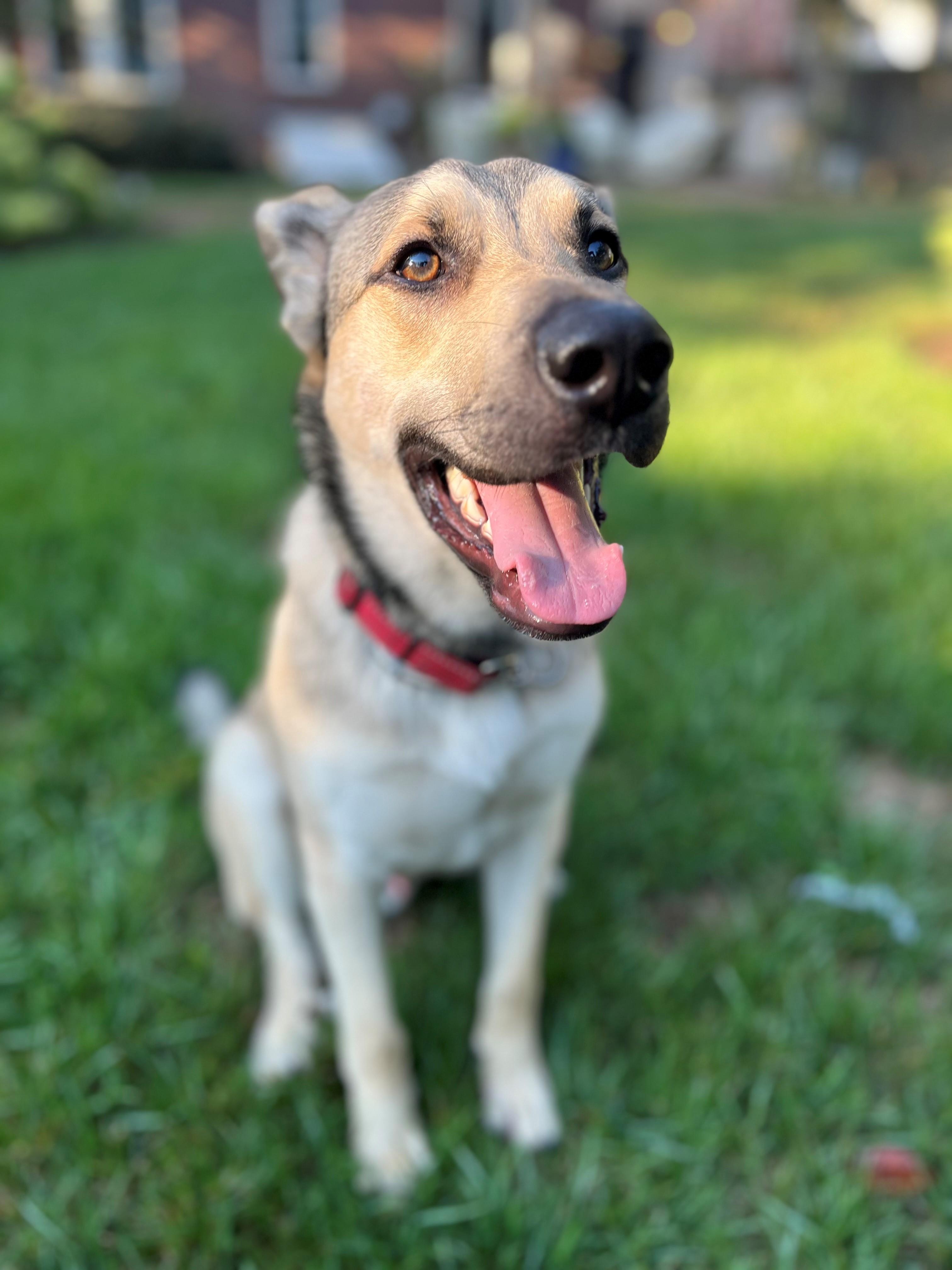 Enlarge Bo, a Adoptable mixed breed in Nashville, TN image 1/6