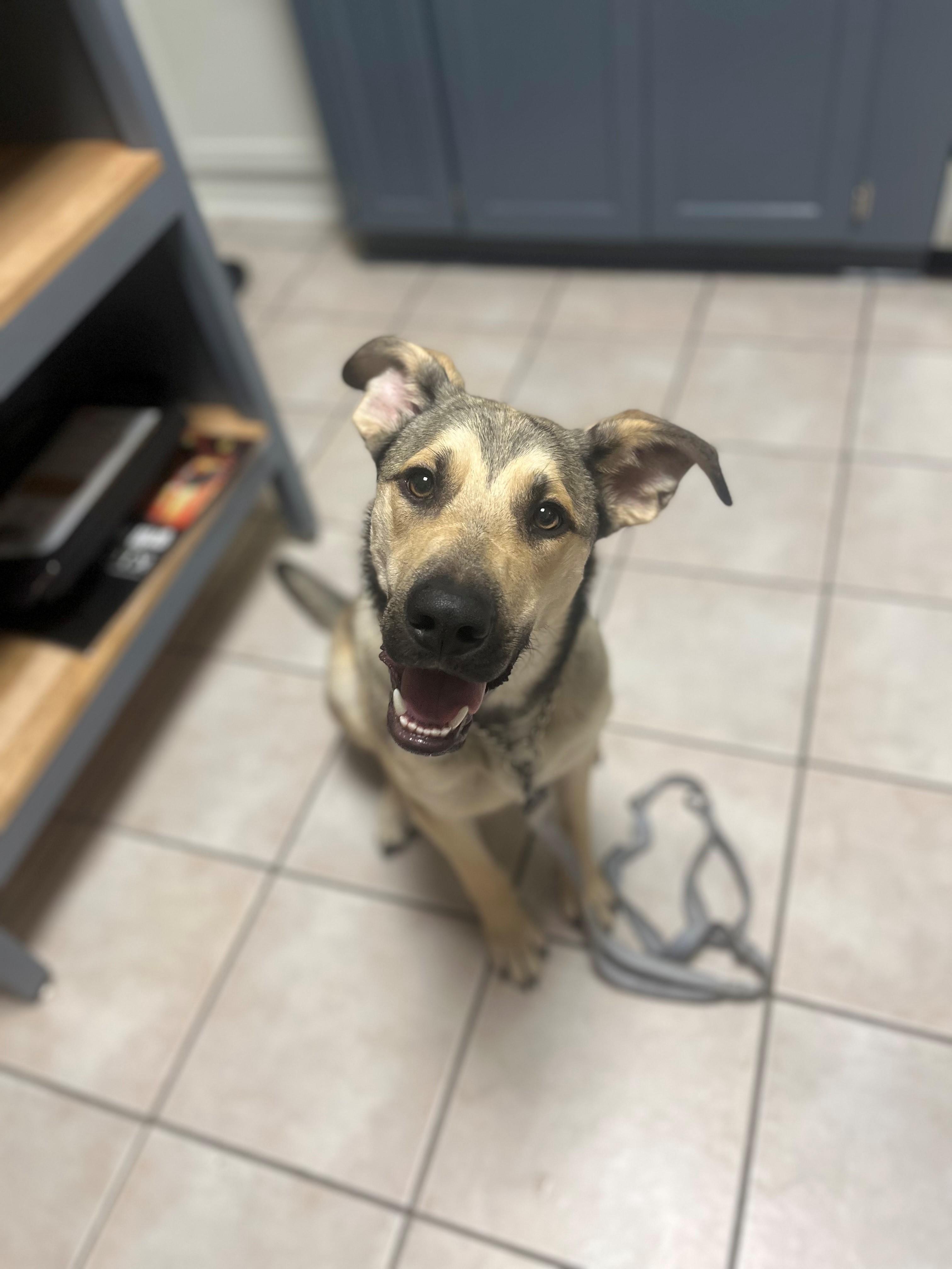 Enlarge Bo, a Adoptable mixed breed in Nashville, TN image 2/6