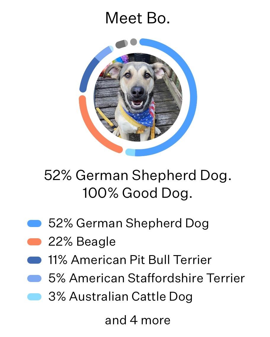 Enlarge Bo, a Adoptable mixed breed in Nashville, TN image 5/6