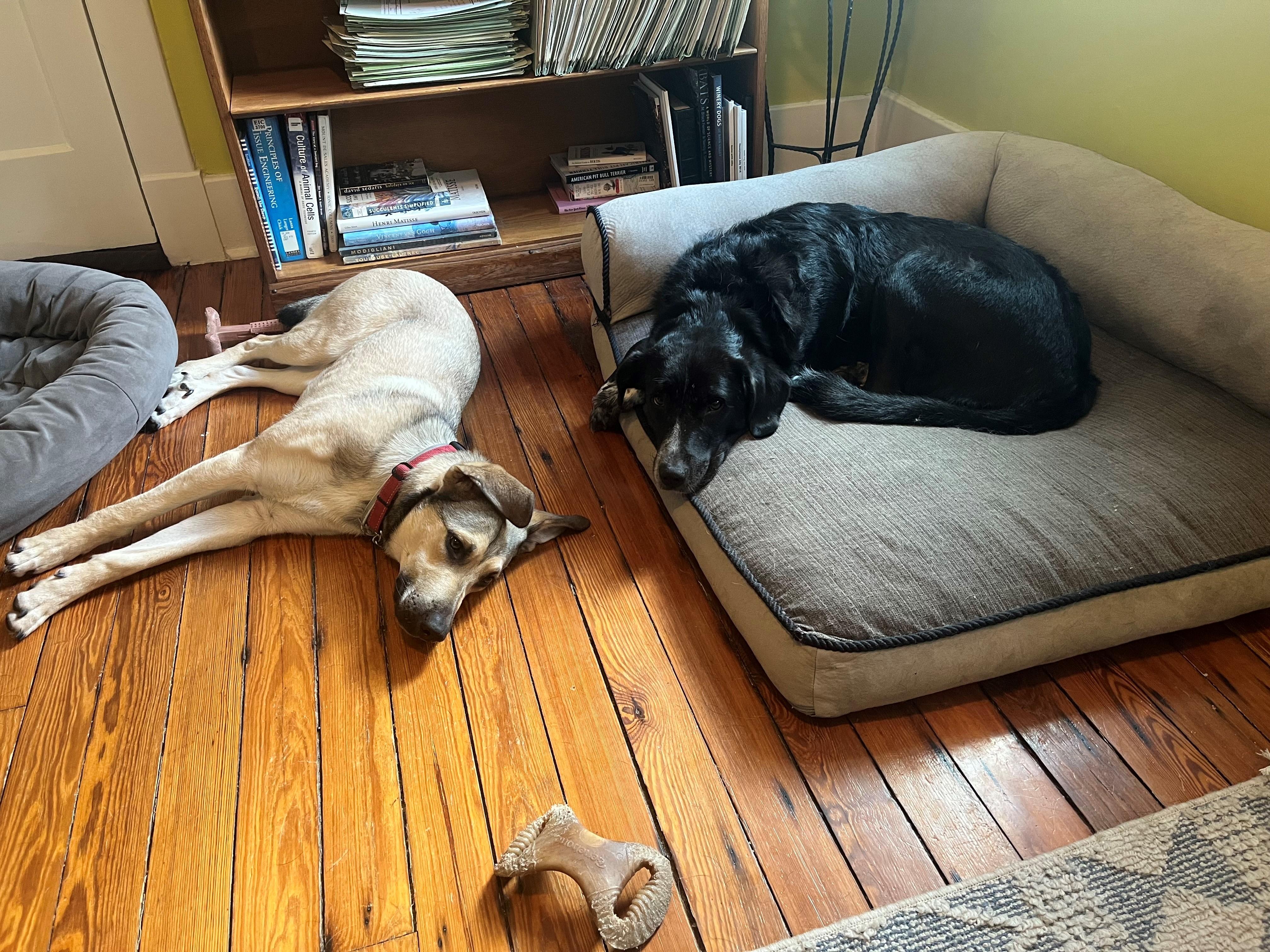 Enlarge Bo, a Adoptable mixed breed in Nashville, TN image 3/6